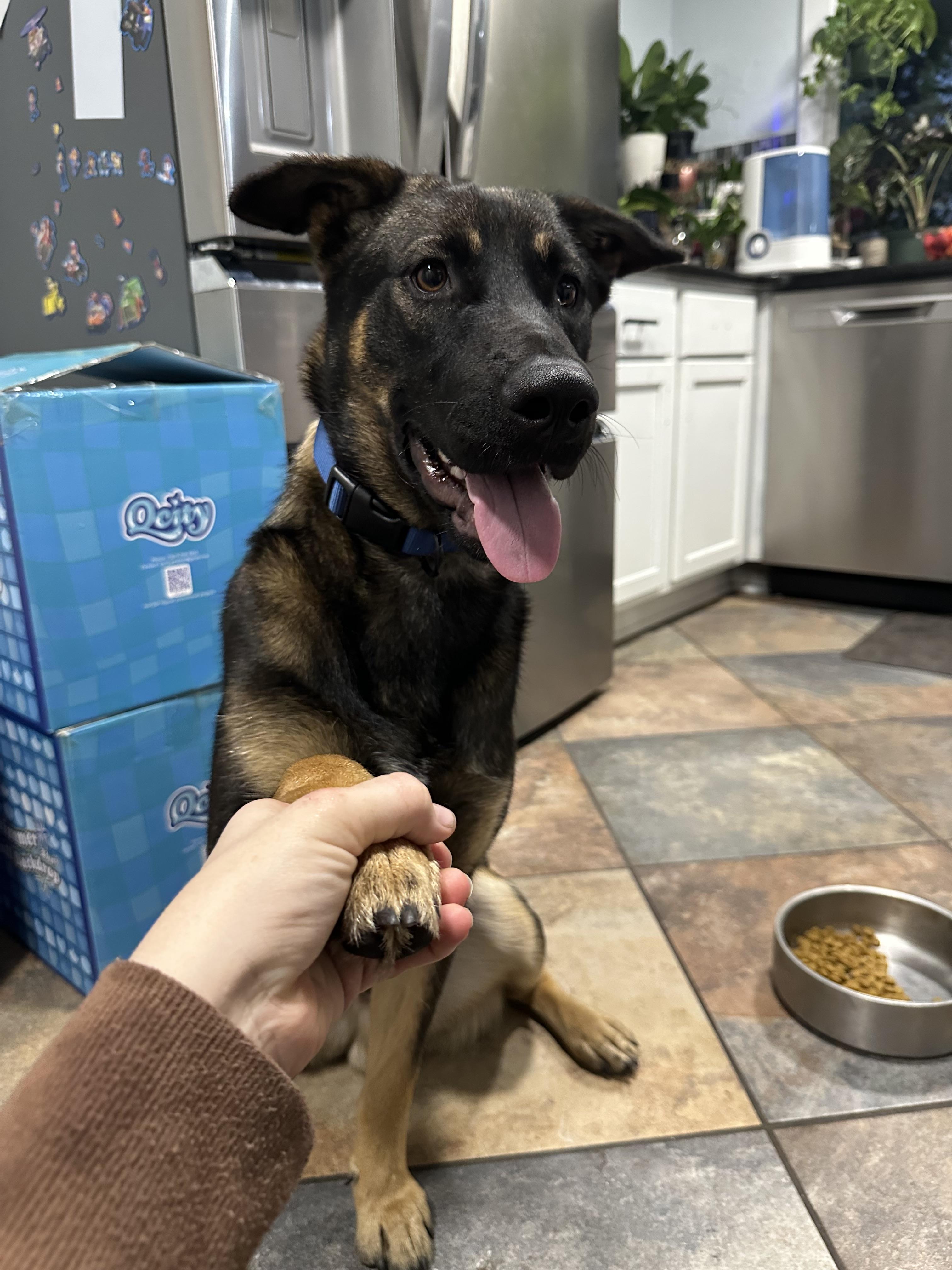 Wasco, a Adoptable German Shepherd Dog in Parrish, FL image 1/6