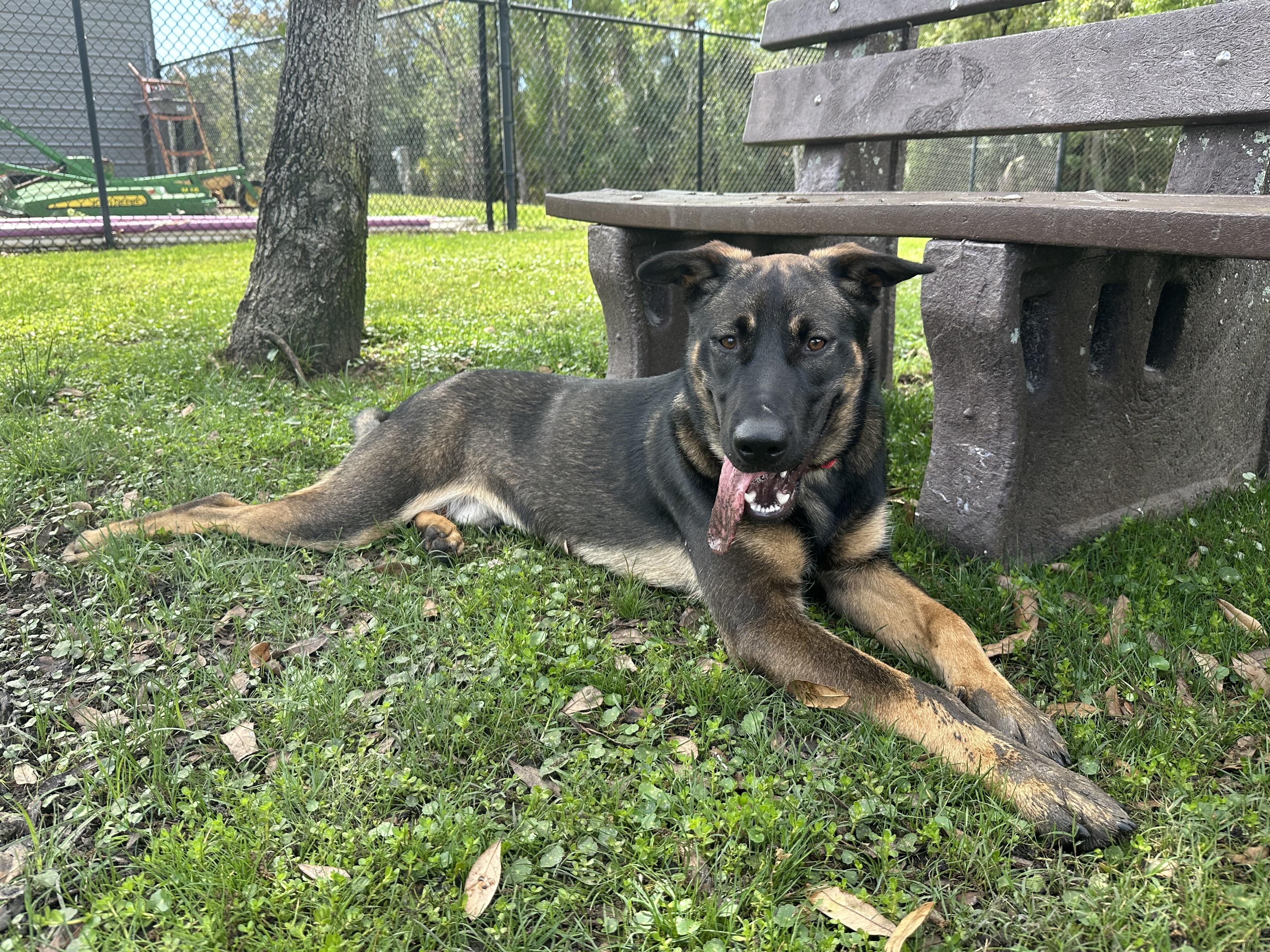 Enlarge Odin (fka Wasco), a Adopted German Shepherd Dog in Parrish, FL image 3/6