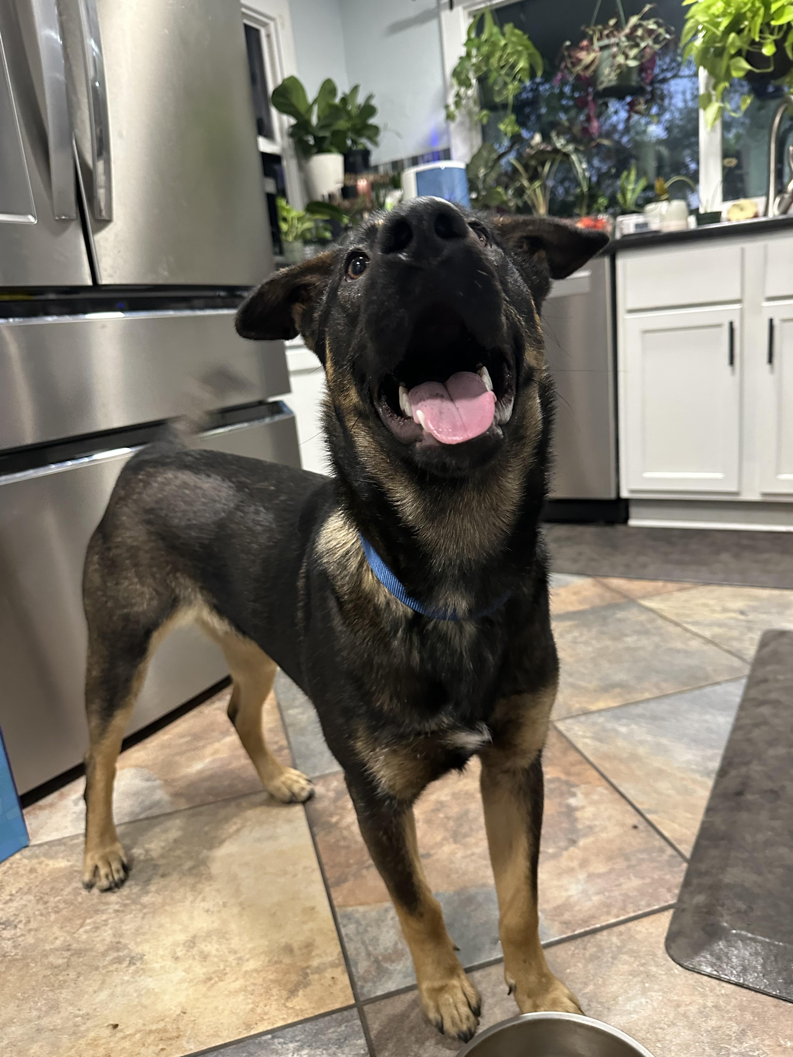 Wasco, a Adoptable German Shepherd Dog in Parrish, FL image 3/6