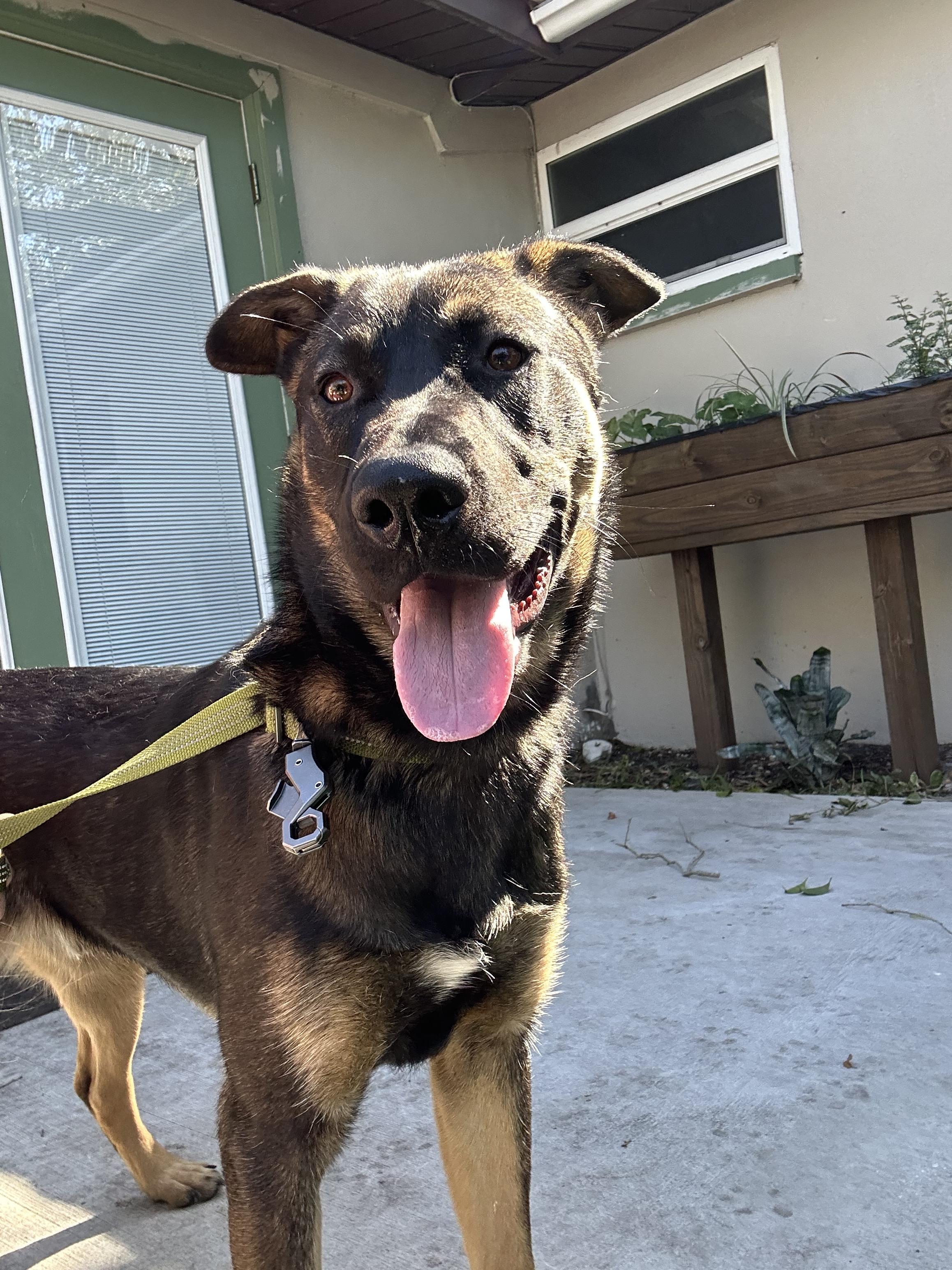 Wasco, a Adoptable German Shepherd Dog in Parrish, FL image 4/6