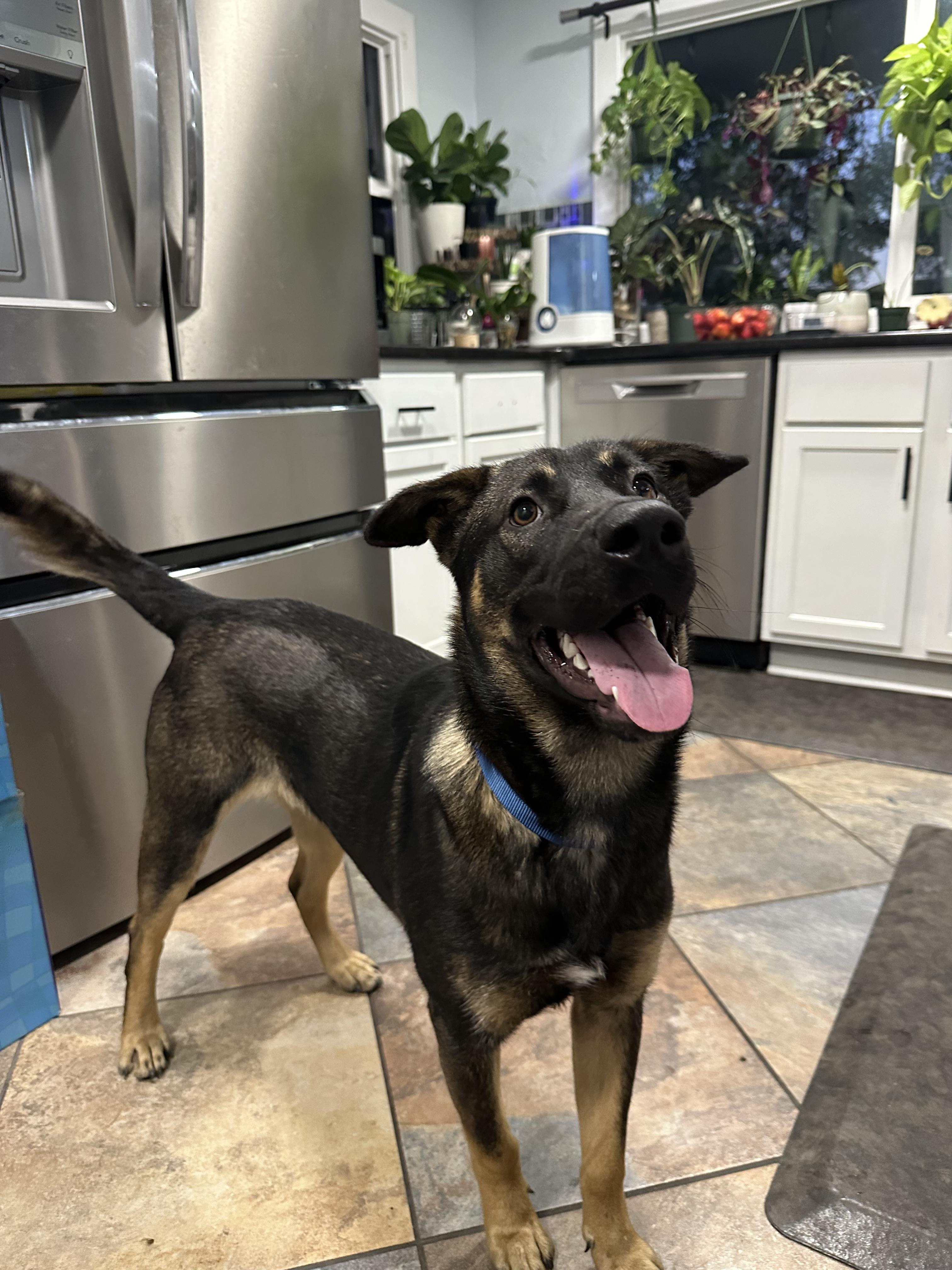 Wasco, a Adoptable German Shepherd Dog in Parrish, FL image 6/6
