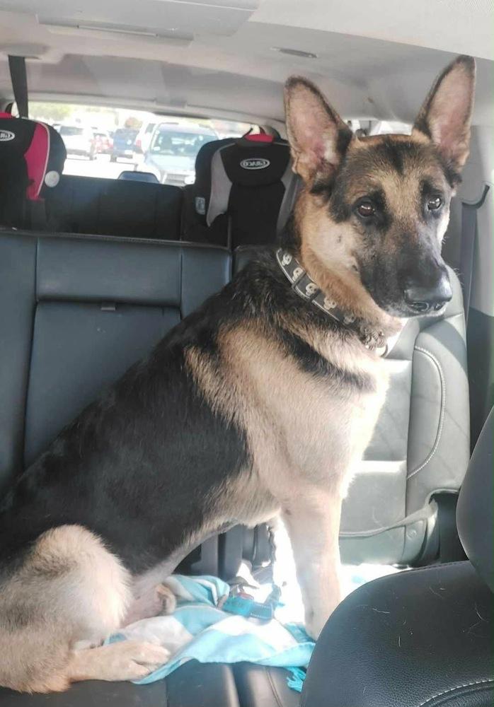 Rex, Adoptable, Adult Male German Shepherd Dog.