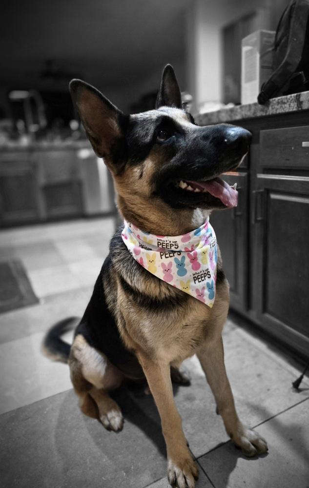 Enlarge Rex, a Adoptable German Shepherd Dog in Houston, TX image 2/4