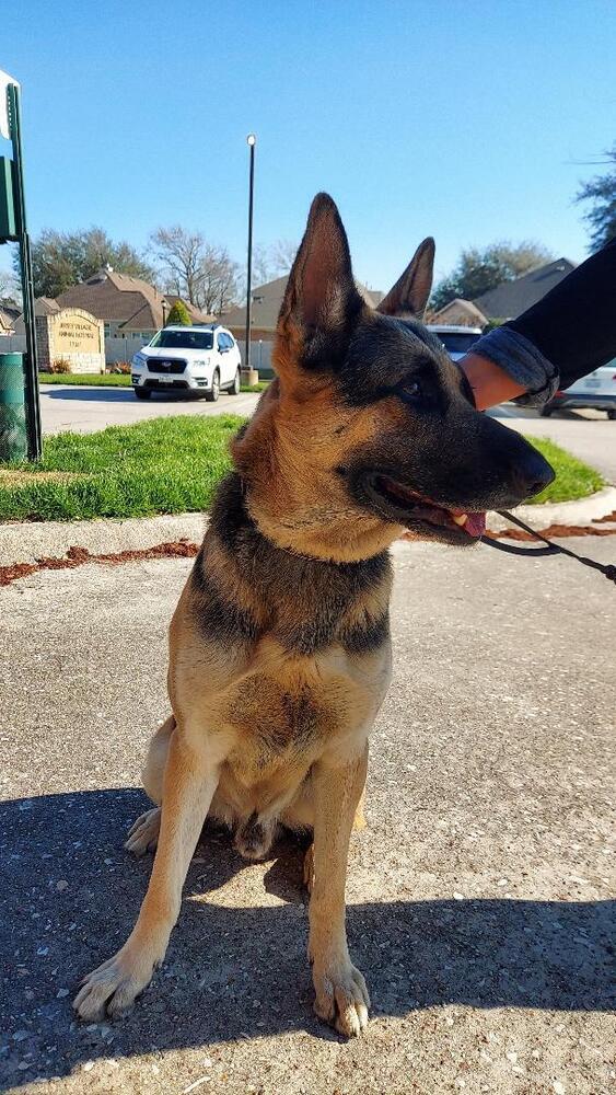 Rex, Adoptable, Adult Male German Shepherd Dog.