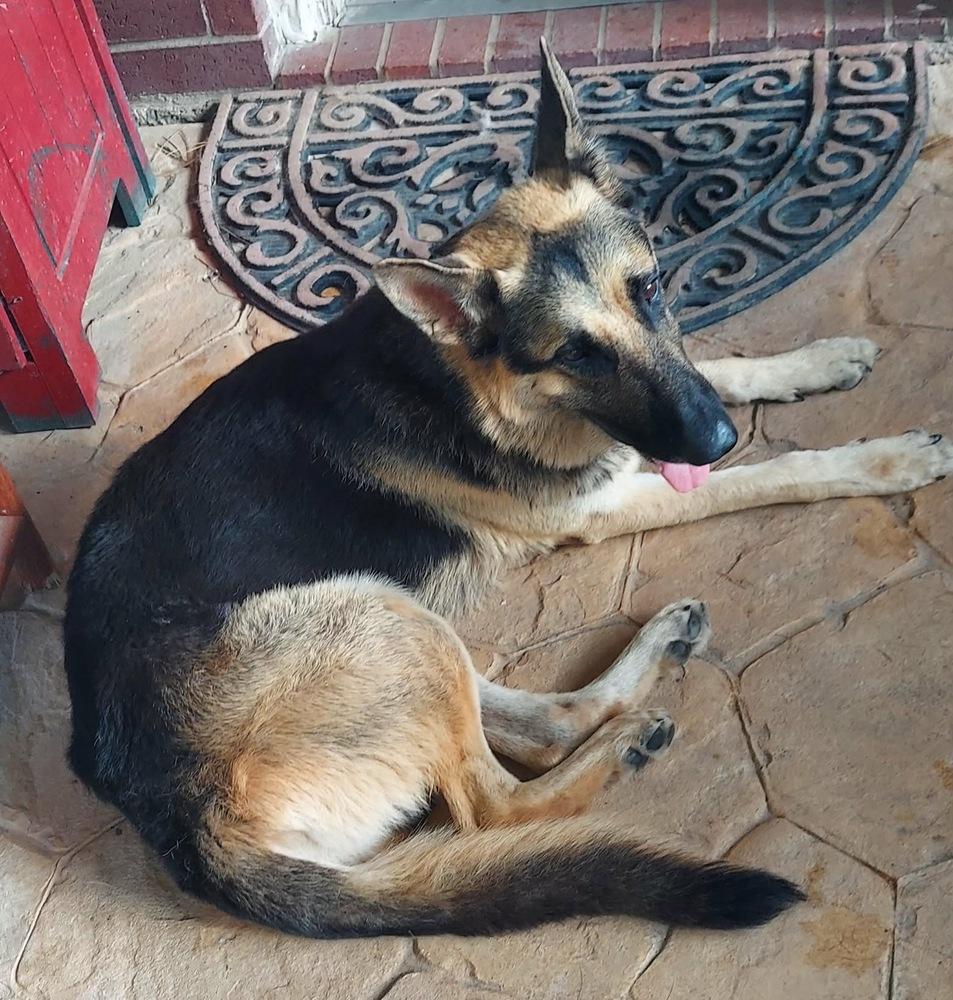 Enlarge Rex, a Adoptable German Shepherd Dog in Houston, TX image 4/4