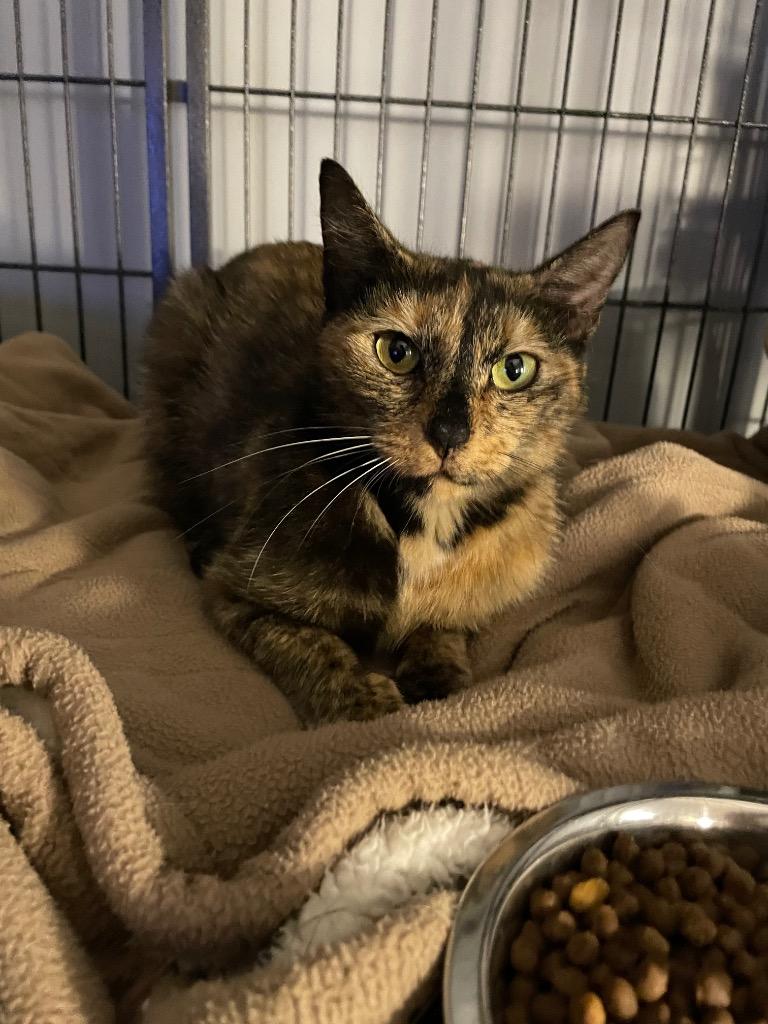 Sue, Adoptable, Young Female Domestic Short Hair.