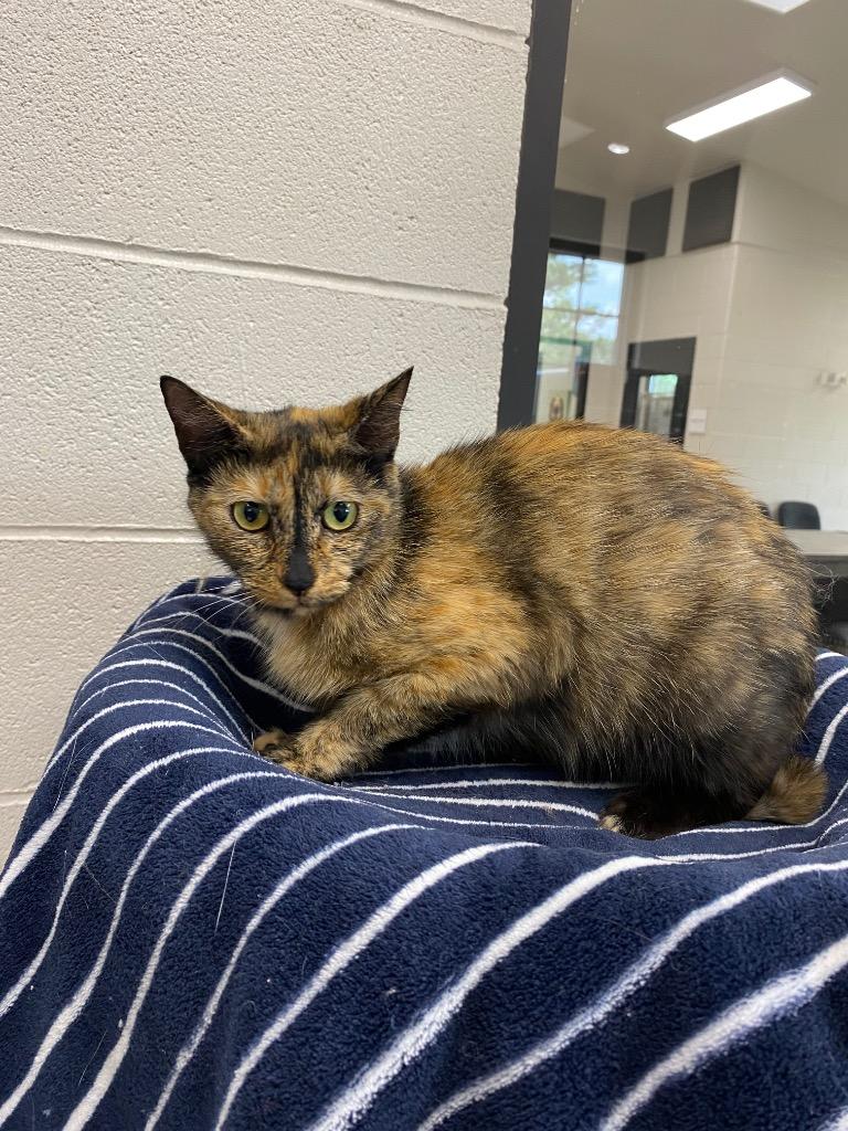 Enlarge Sue, a Adoptable mixed breed in Dalton, GA image 2/2