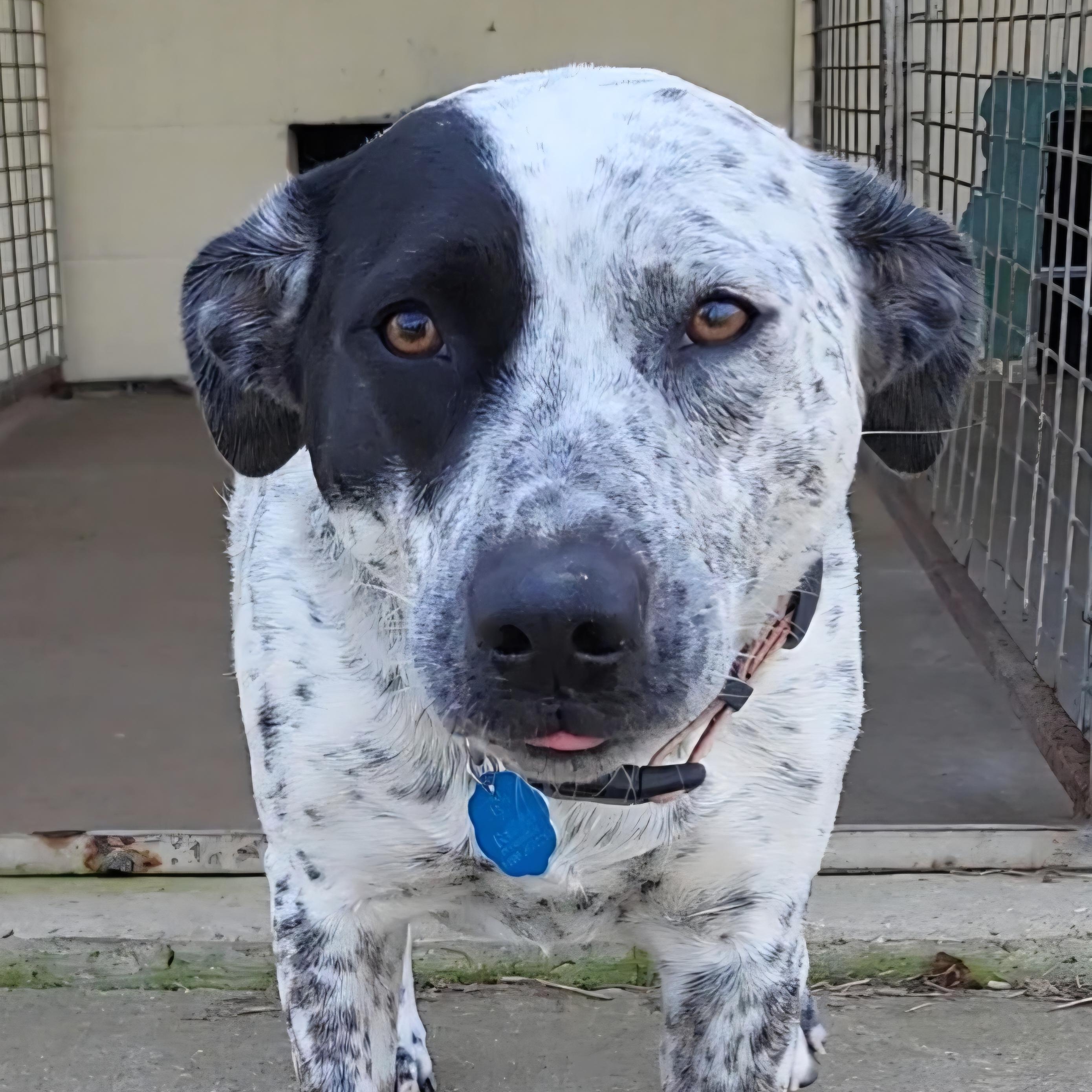Abby, ADOPTABLE, Adult Female Australian Cattle Dog / Blue Heeler.