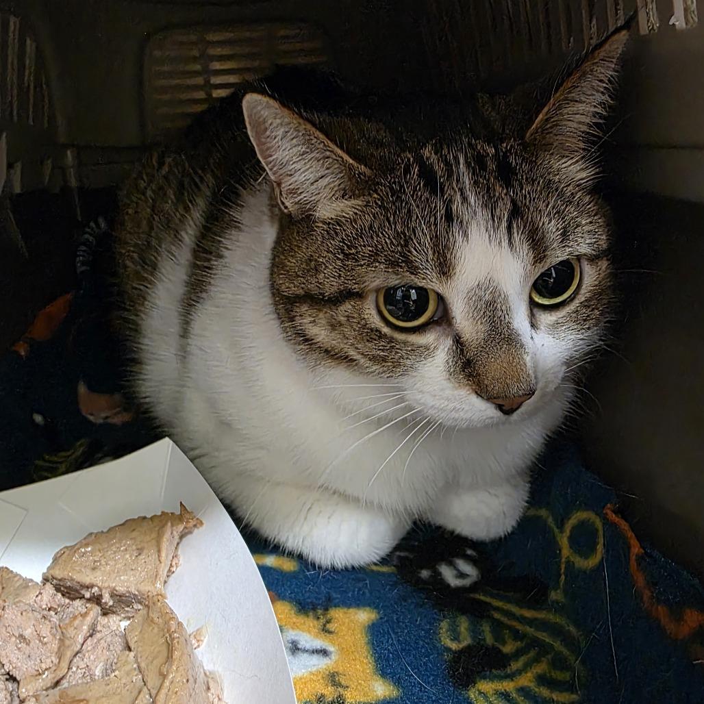 Enlarge Cleopatra, a Adoptable Domestic Short Hair in Saint Cloud, MN image 1/2