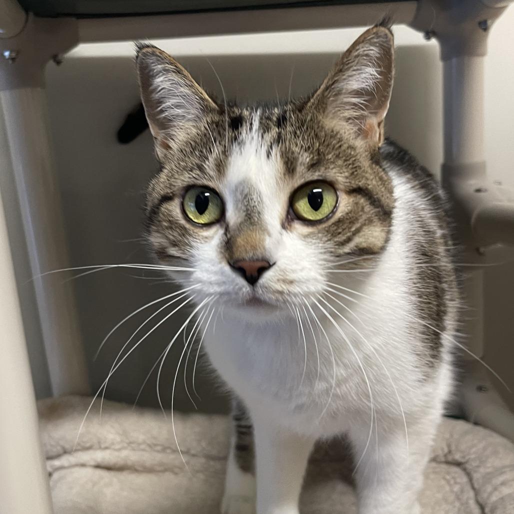 Enlarge Cleopatra, a Adoptable Domestic Short Hair in Saint Cloud, MN image 2/2