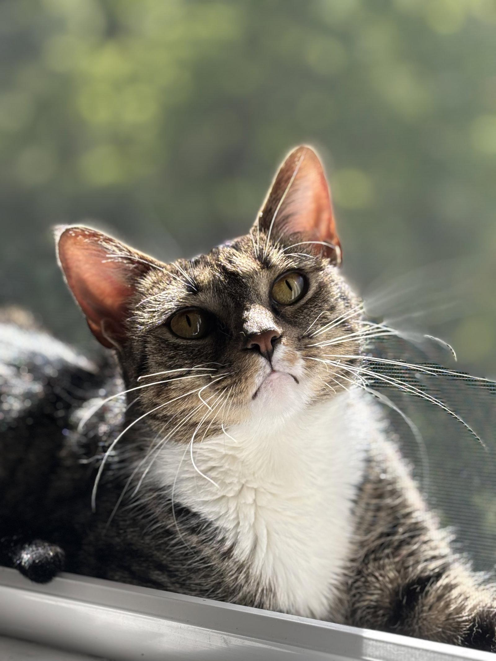 Hana, Adoptable, Young Female Domestic Short Hair.