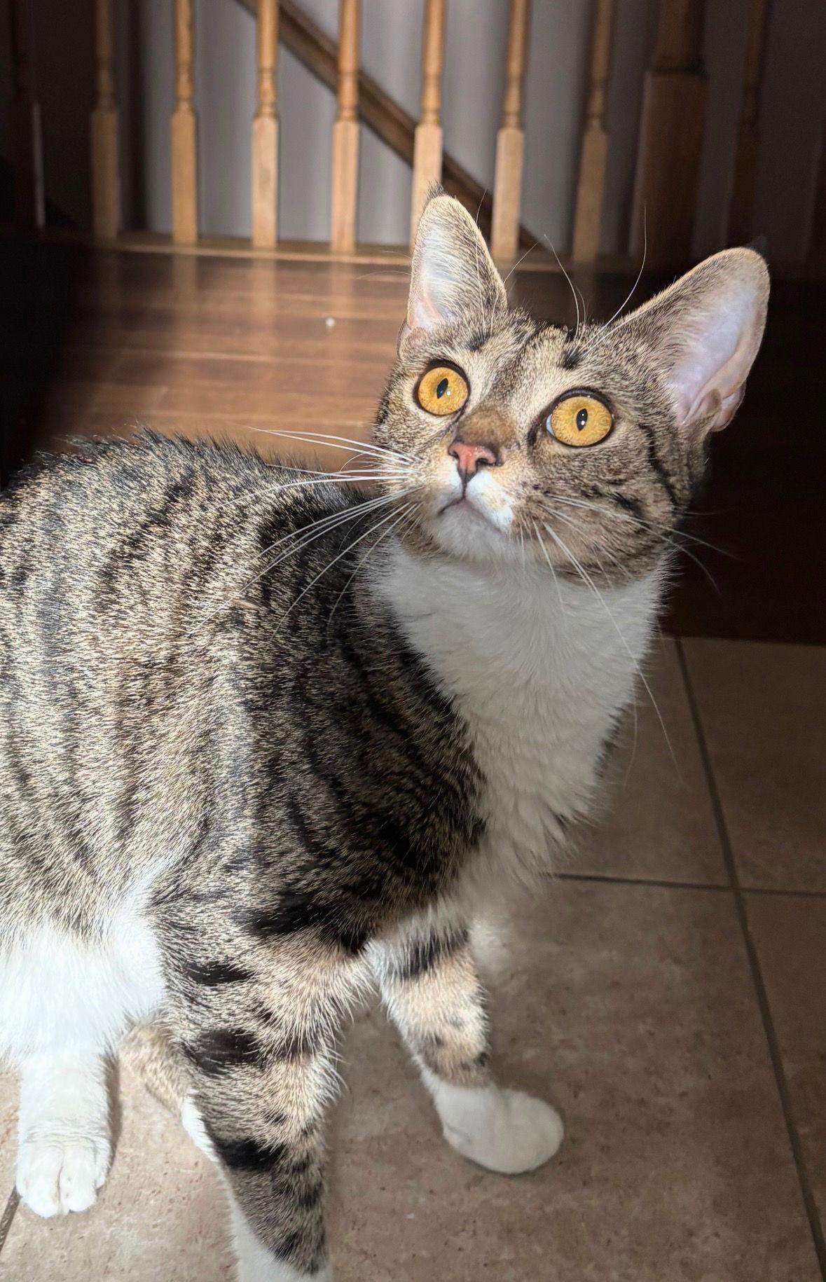 Hana, Adoptable, Young Female Domestic Short Hair.