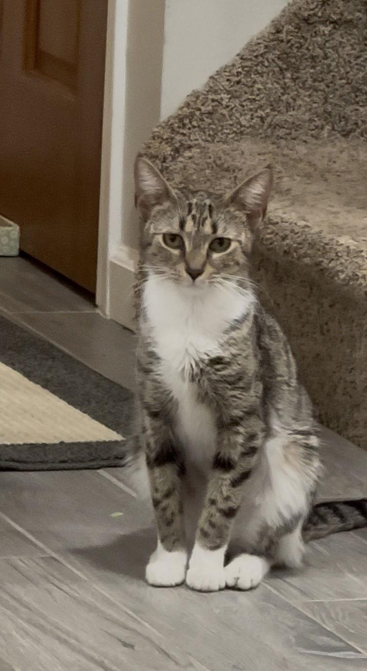 Hana, Adoptable, Young Female Domestic Short Hair.