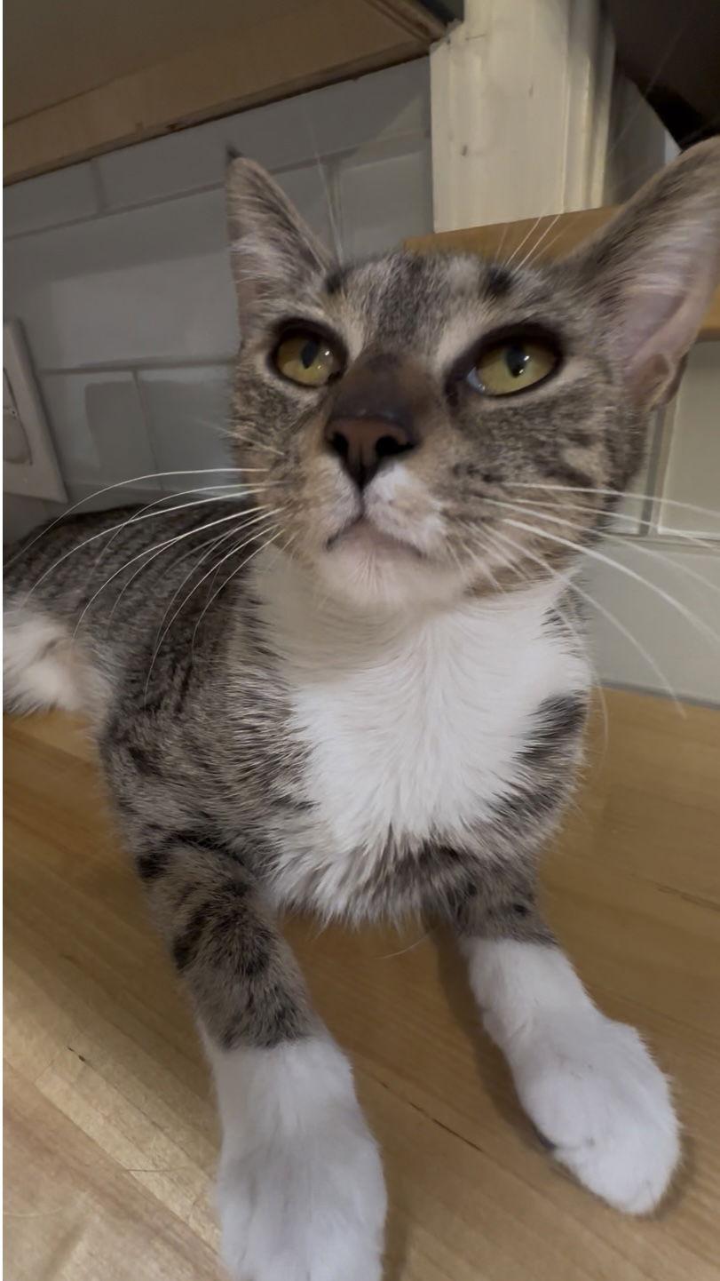 Hana, a Adoptable Domestic Short Hair in Stewartsville, NJ image 2/3