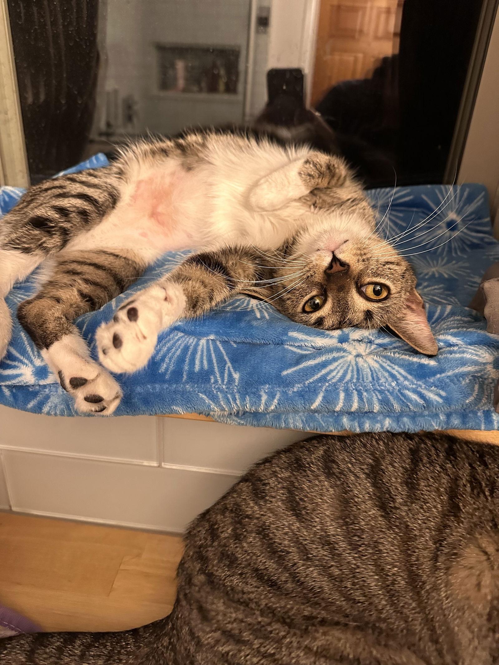 Hana, a Adoptable Domestic Short Hair in Stewartsville, NJ image 3/3