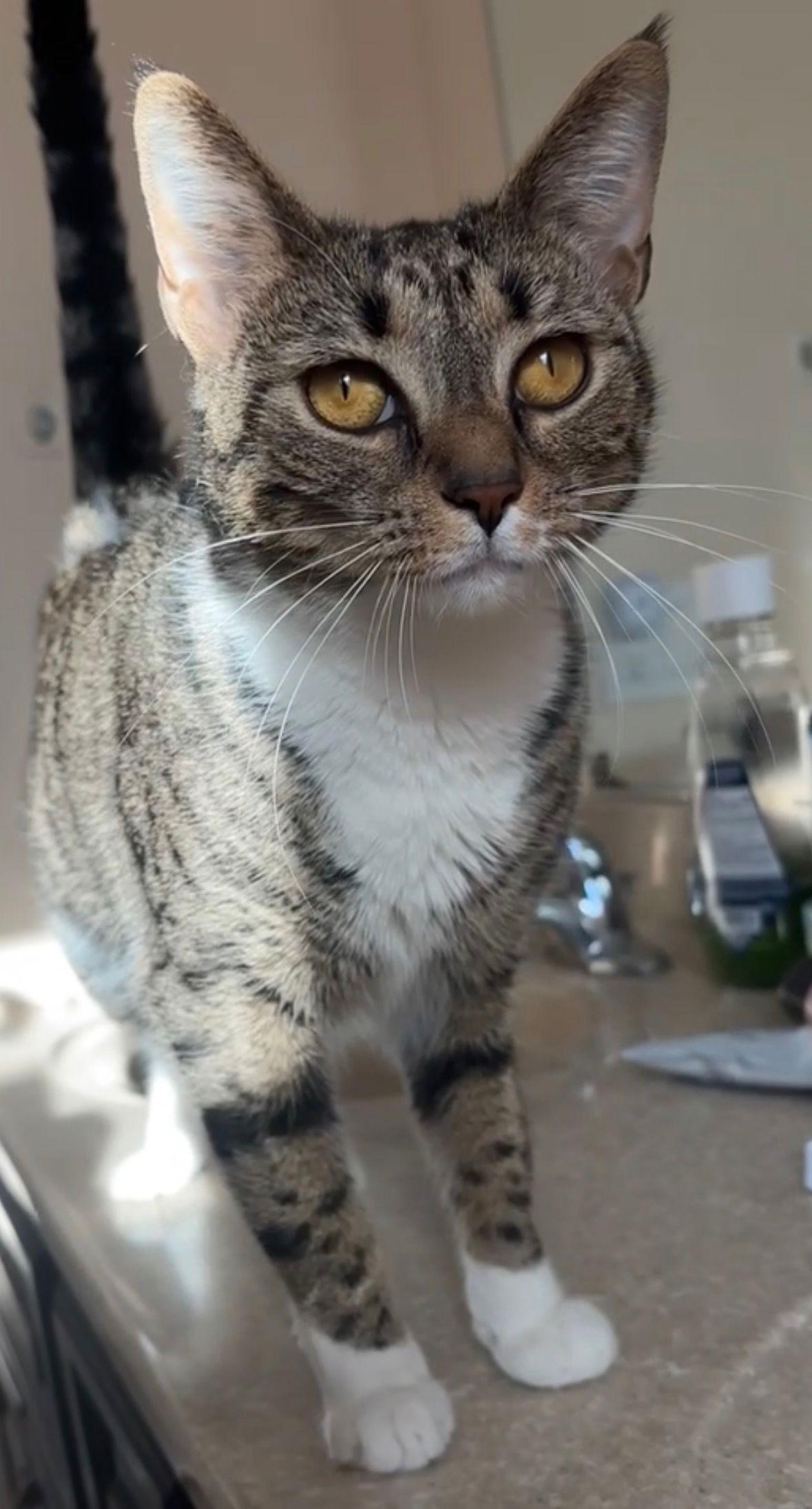 Enlarge Hana, a Adoptable Domestic Short Hair in Stewartsville, NJ image 3/3