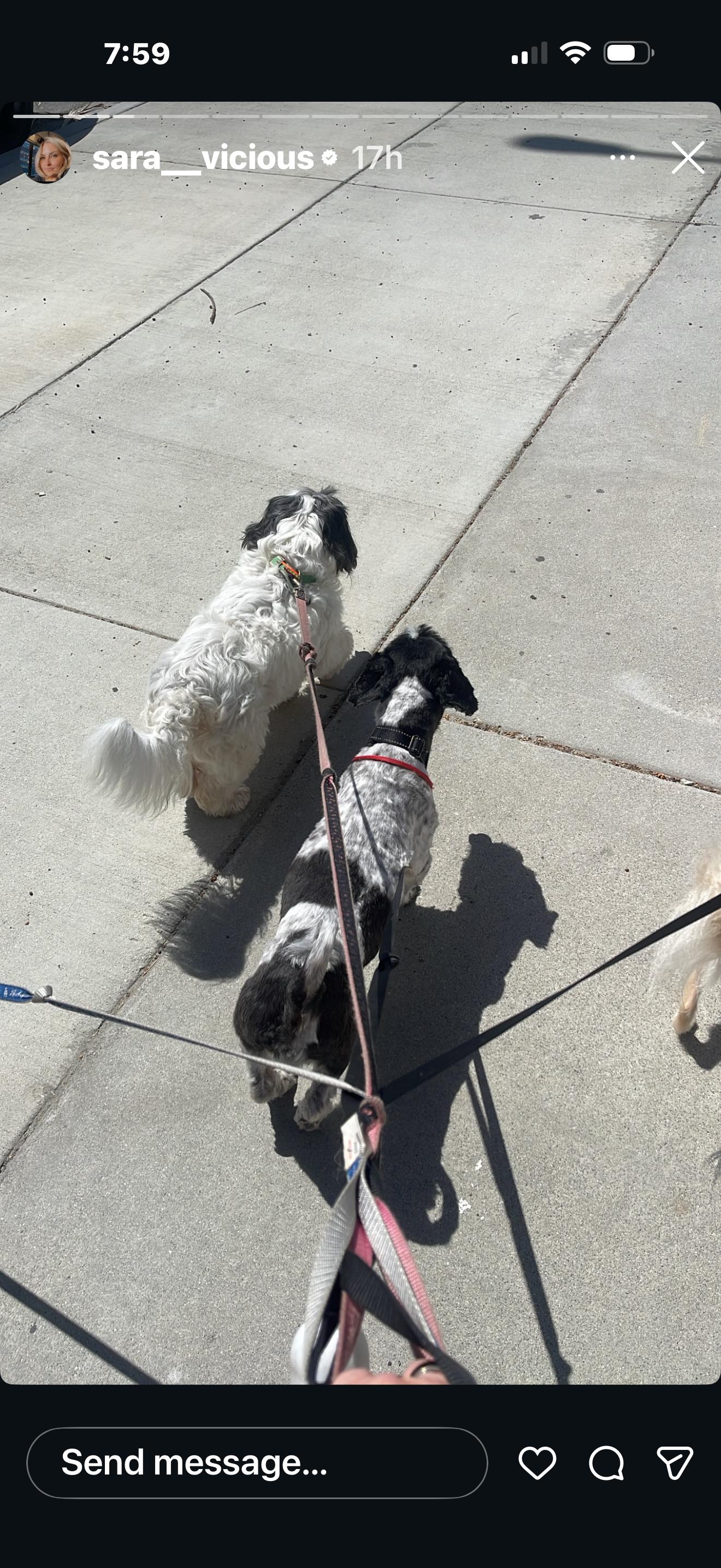 Aaron, a ADOPTABLE Shih Tzu in Corona Del Mar, CA image 3/3