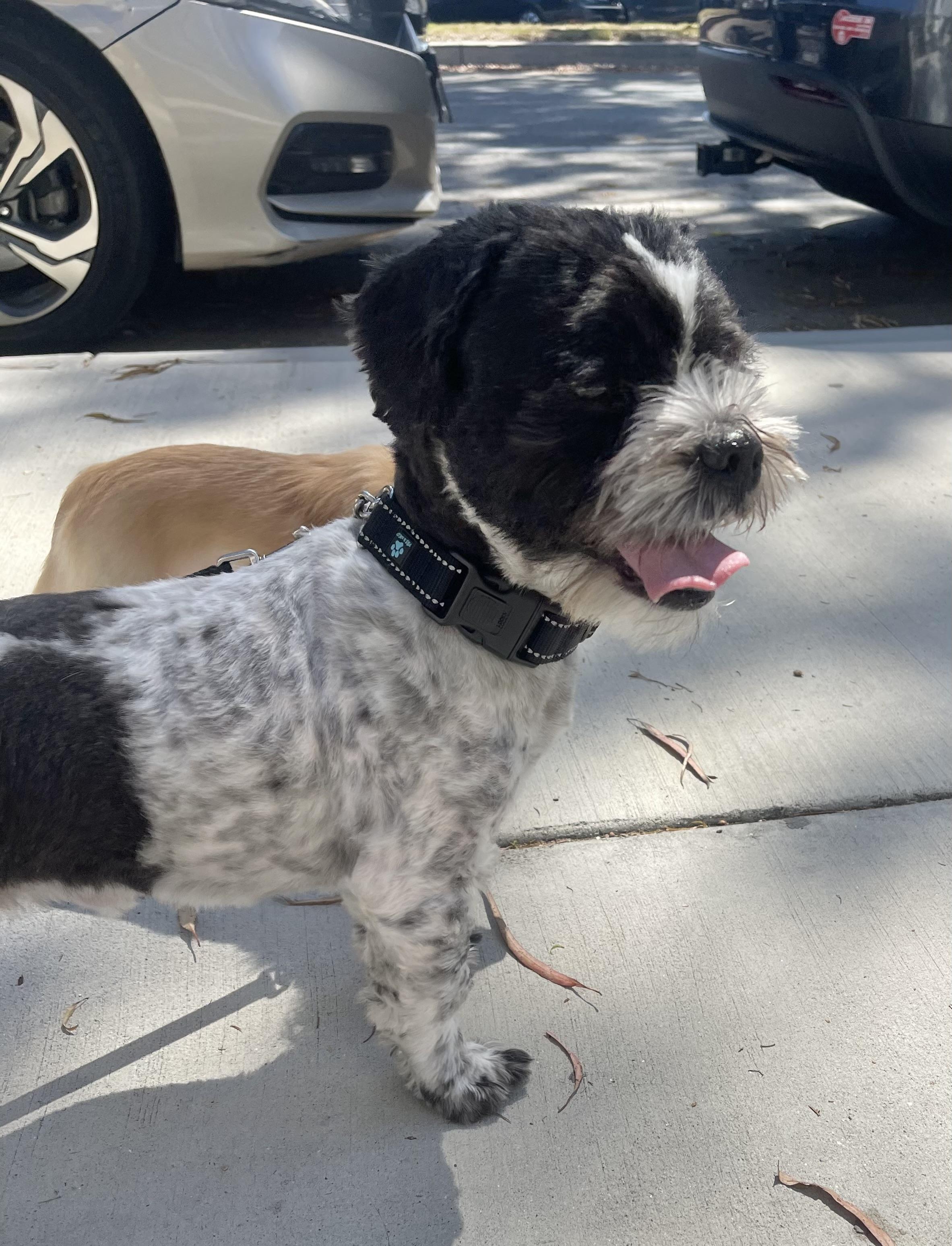 Aaron, a ADOPTABLE Shih Tzu in Corona Del Mar, CA image 2/3