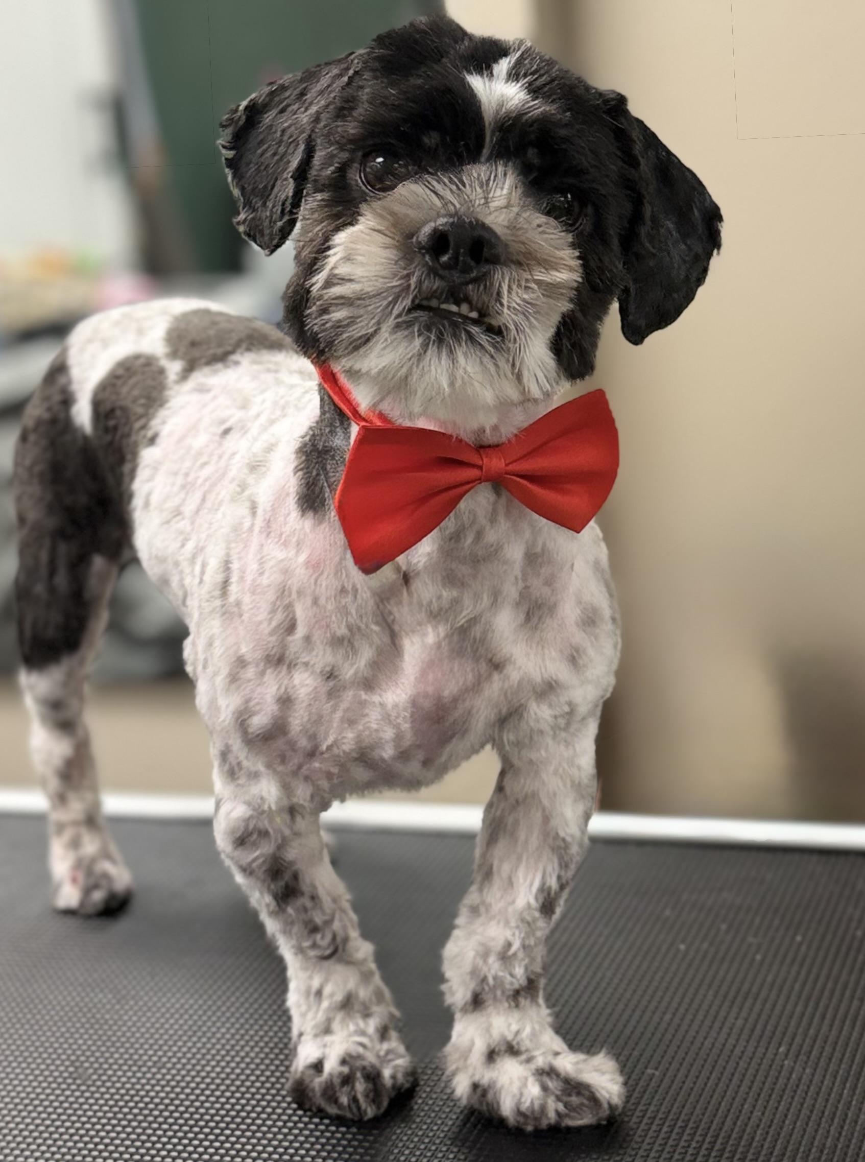 Aaron, ADOPTABLE, Young Male Shih Tzu.