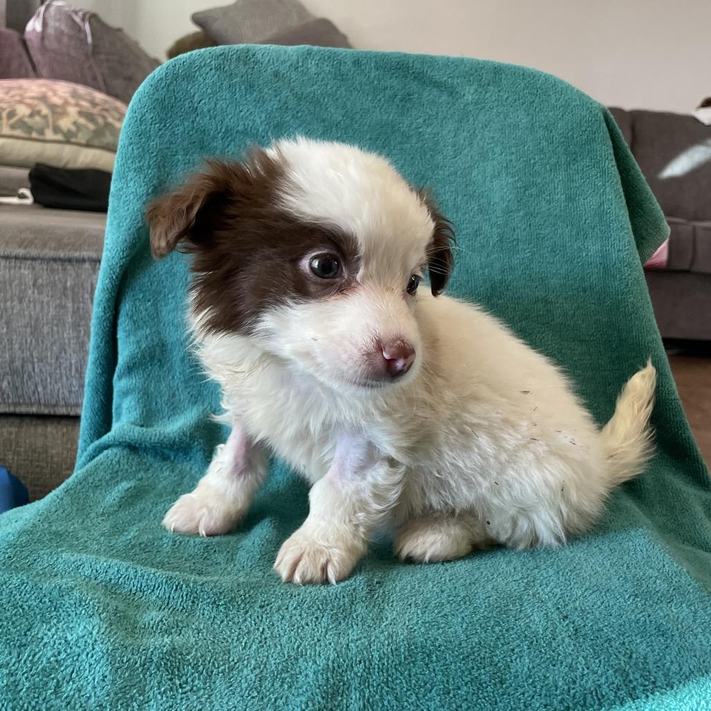 Berry, Adoptable, Puppy Male Border Collie.