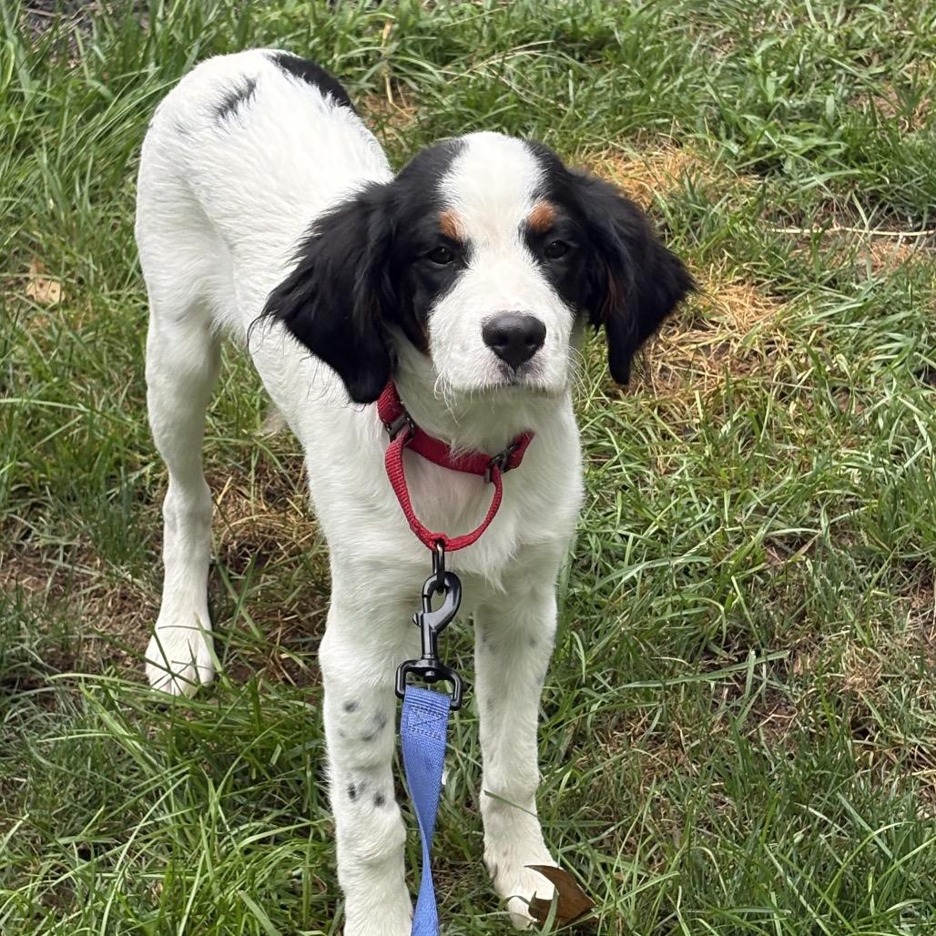 Enlarge Knox, a Adoptable Bernese Mountain Dog in Sinking Spring, PA image 1/3