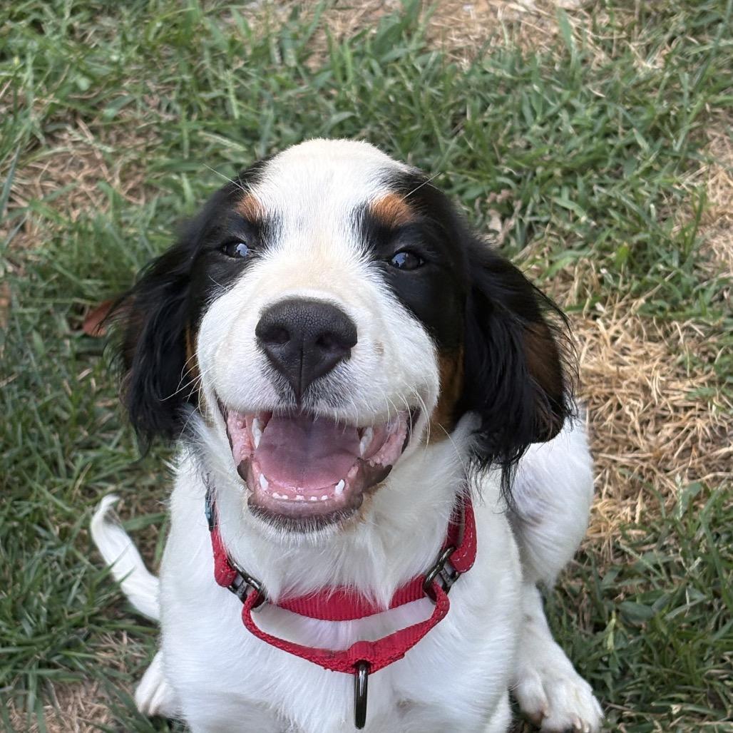 Enlarge Knox, a Adoptable Bernese Mountain Dog in Sinking Spring, PA image 3/3