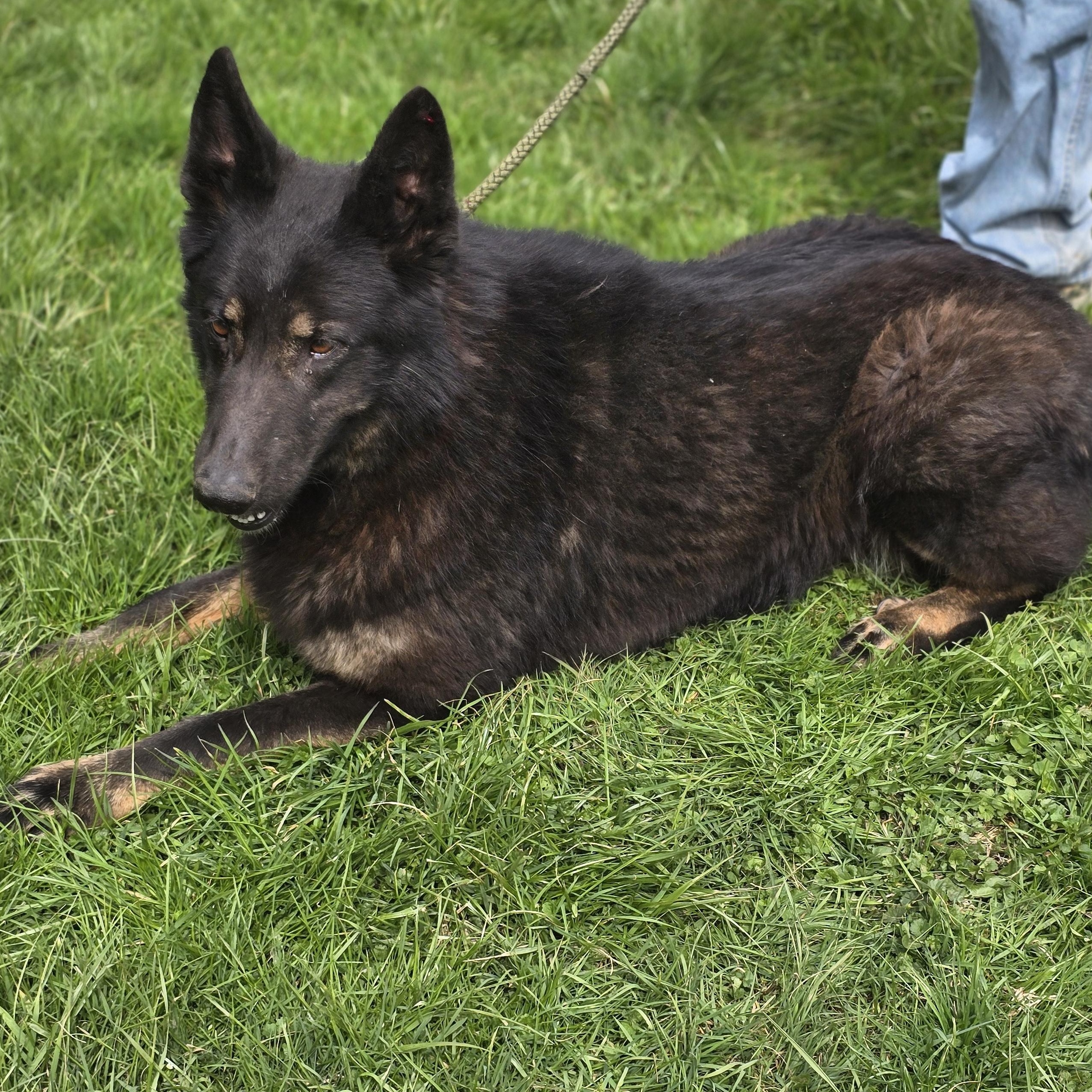 Enlarge Onyx, a Adoptable German Shepherd Dog in Zaleski, OH image 3/3