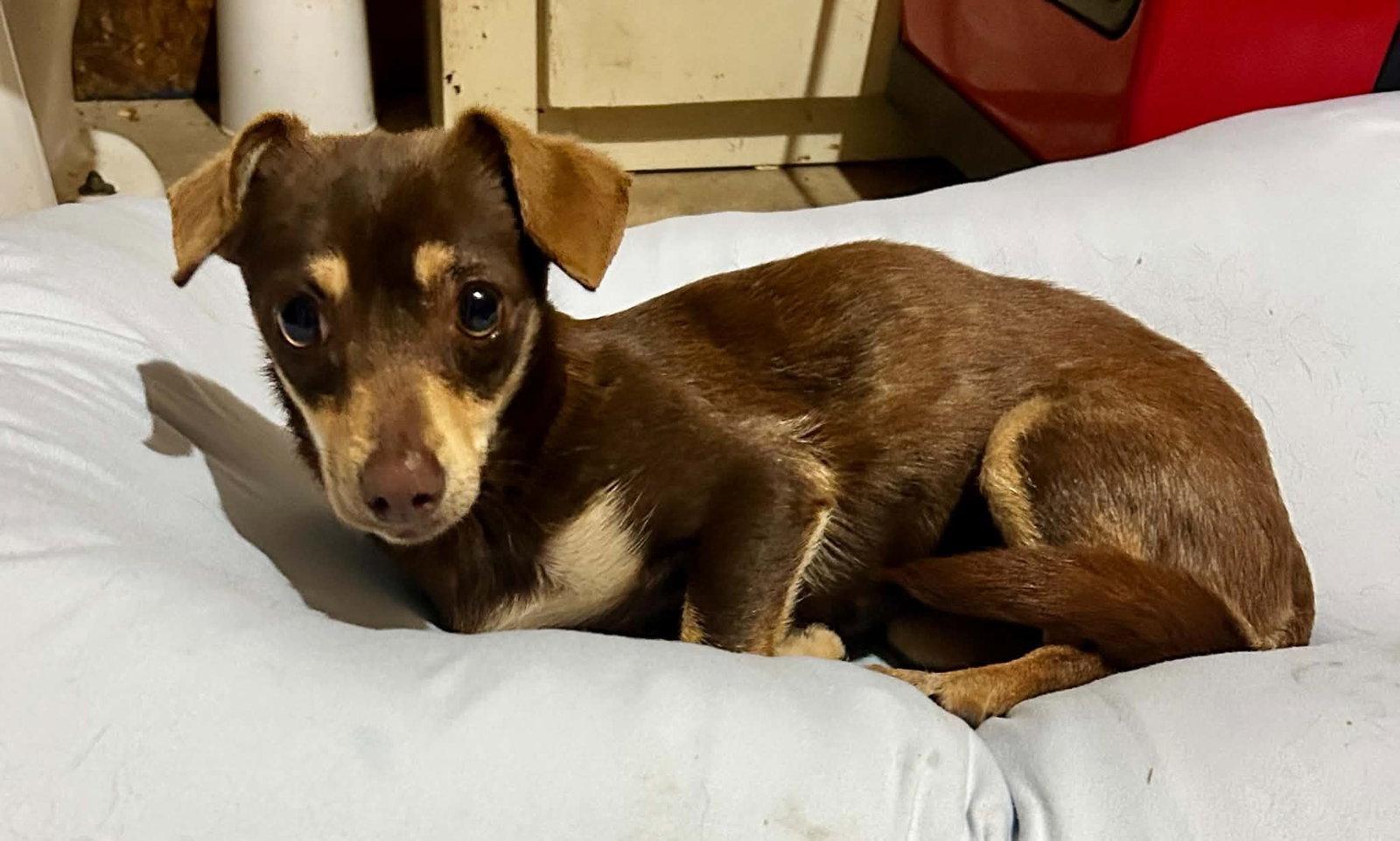Nala Therrien, Adoptable, Young Female Chihuahua & Dachshund.