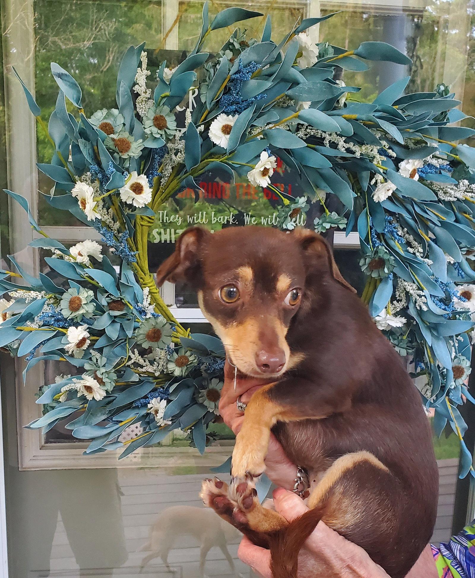Nala Therrien, a Adoptable mixed breed in Saunderstown, RI image 2/3