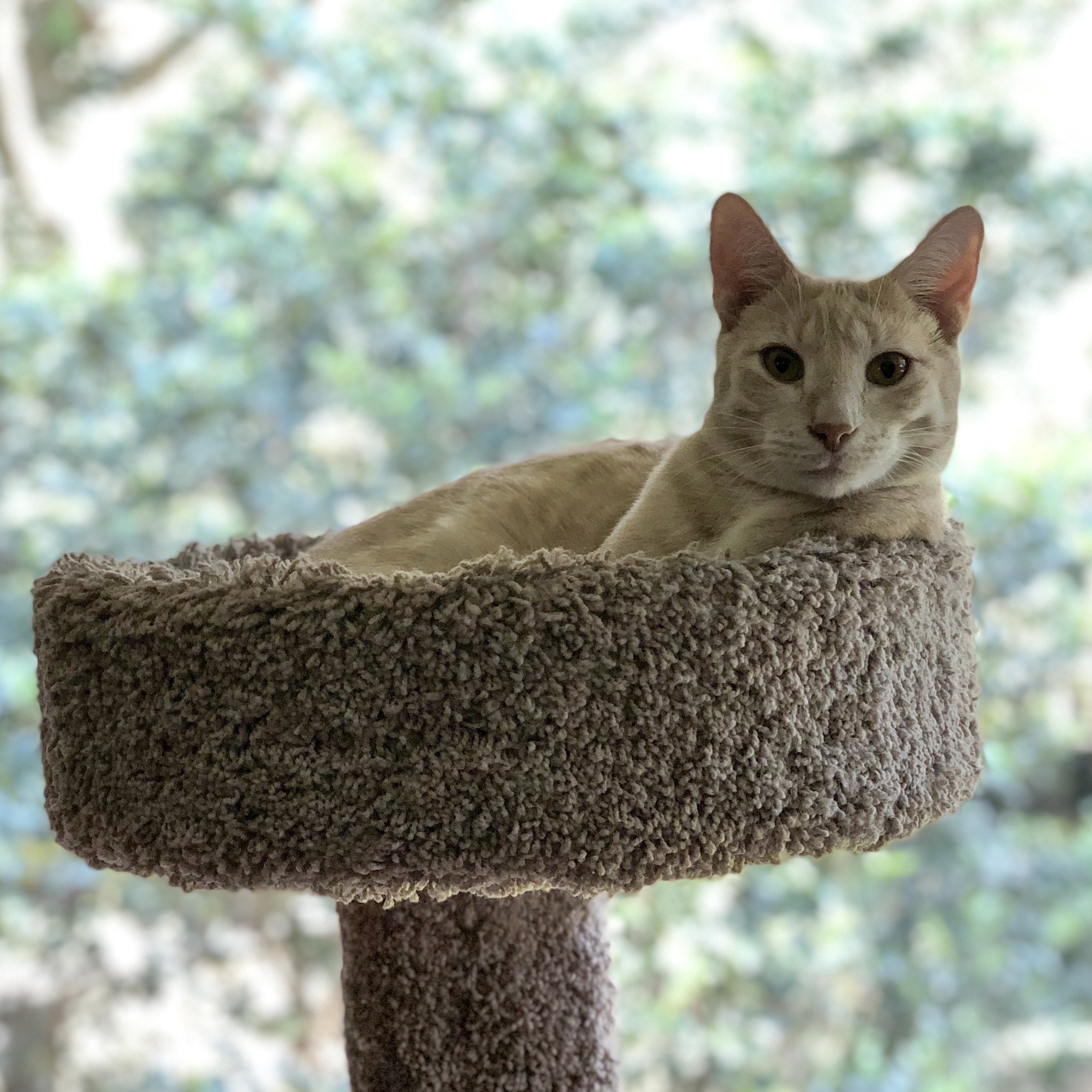 Seven, a Adoptable mixed breed in Valdosta, GA image 2/6