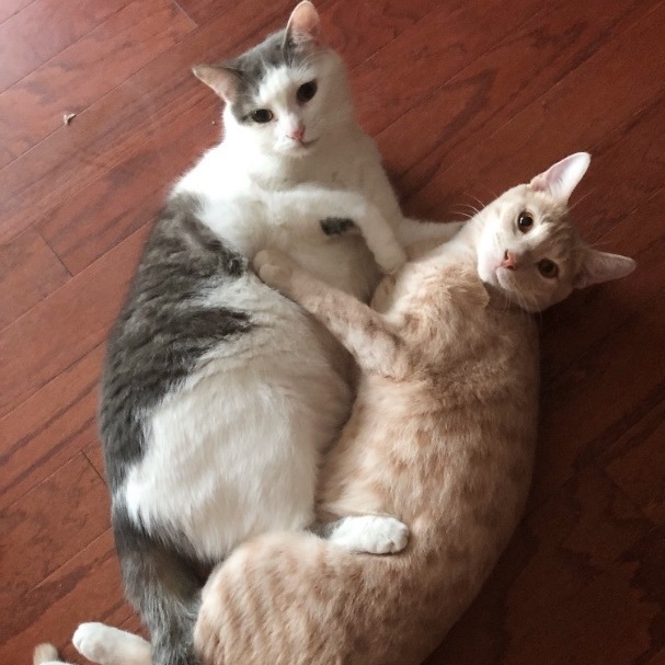 Seven, a Adoptable mixed breed in Valdosta, GA image 3/6