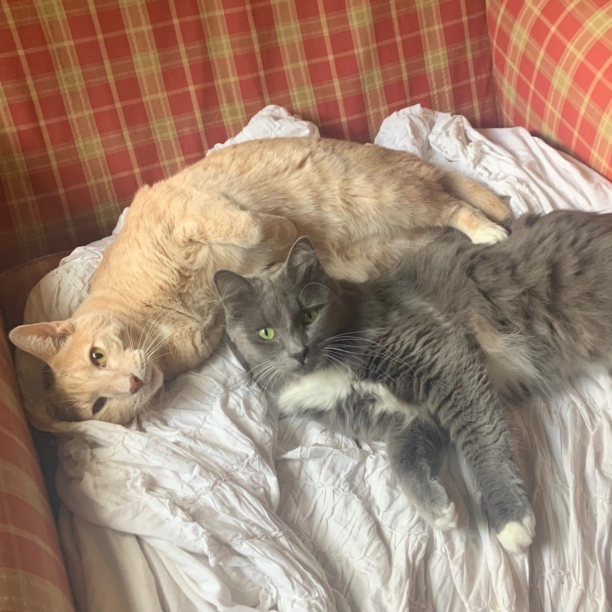 Seven, a Adoptable mixed breed in Valdosta, GA image 4/6