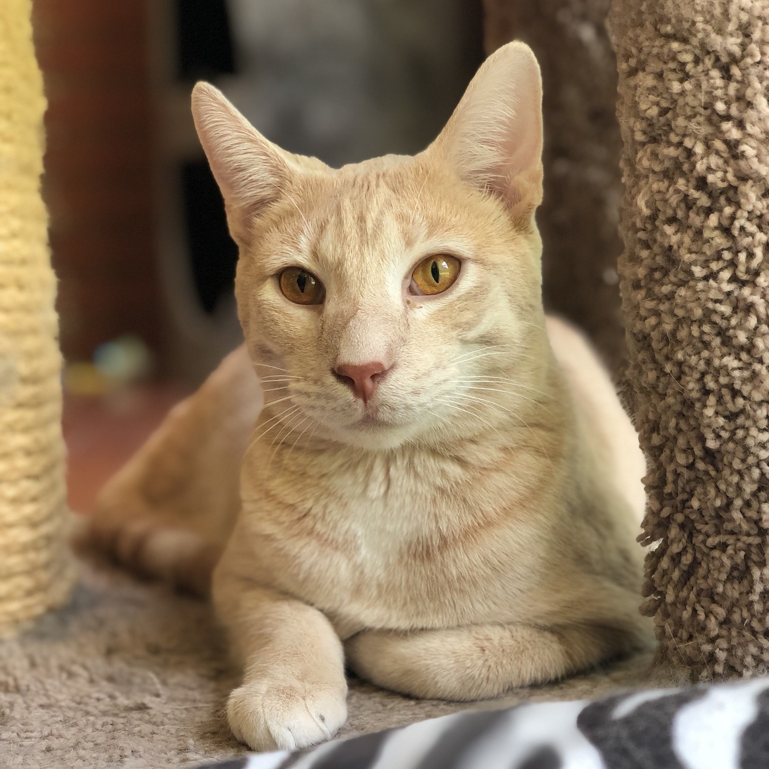 Seven, a Adoptable mixed breed in Valdosta, GA image 1/6