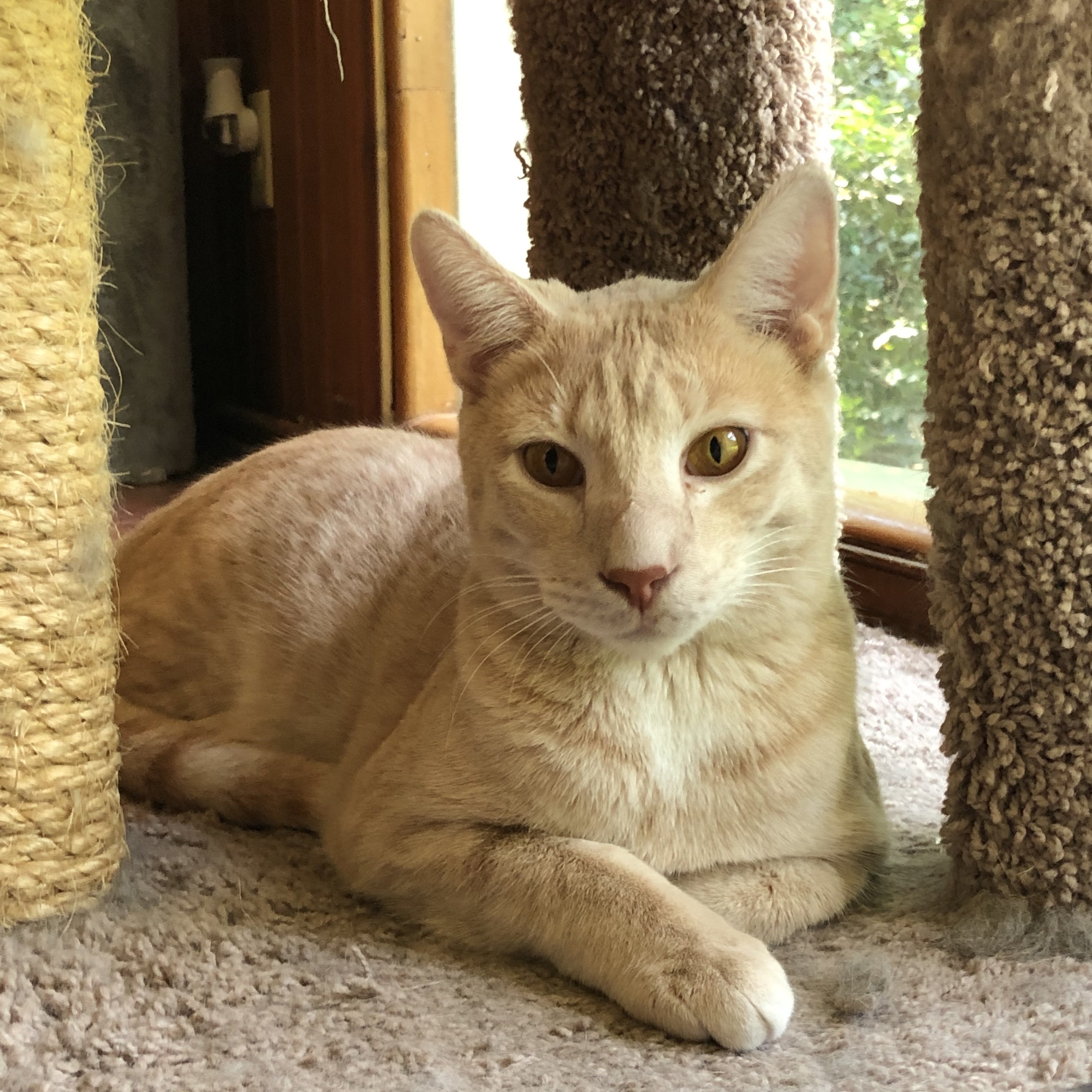 Seven, a Adoptable mixed breed in Valdosta, GA image 5/6