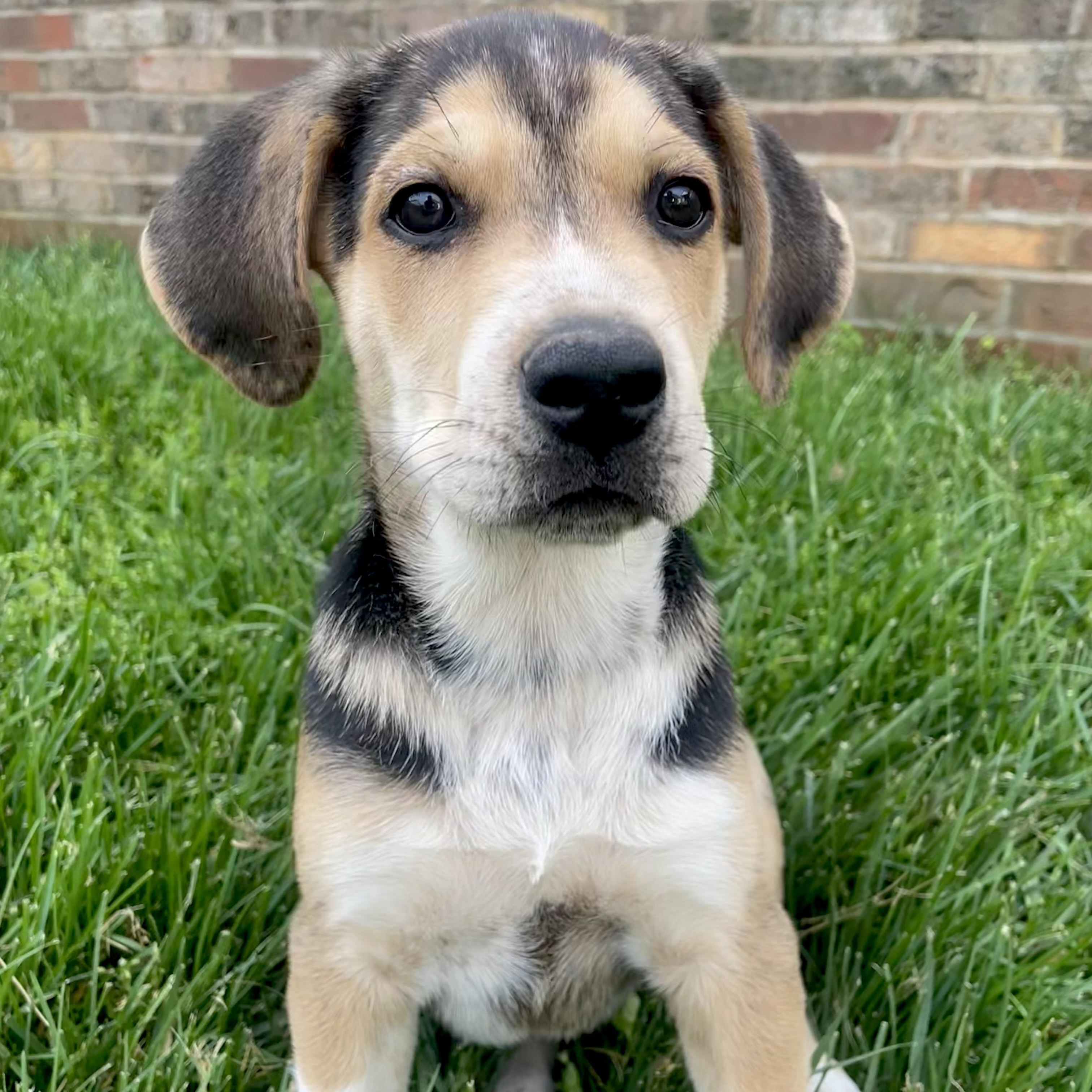 River, adoptable, Puppy Male Husky.