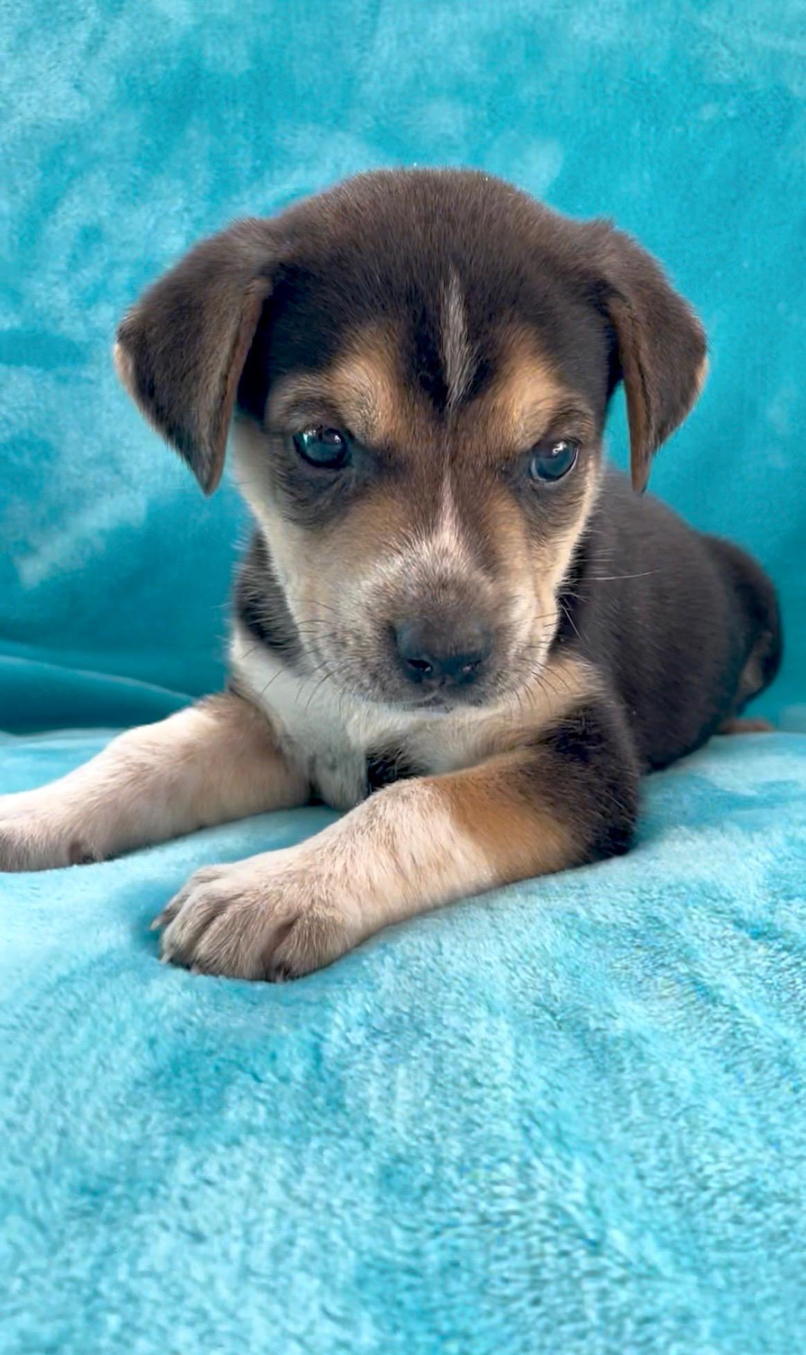 Enlarge River, an adoptable mixed breed in Greensboro, NC image 3/4