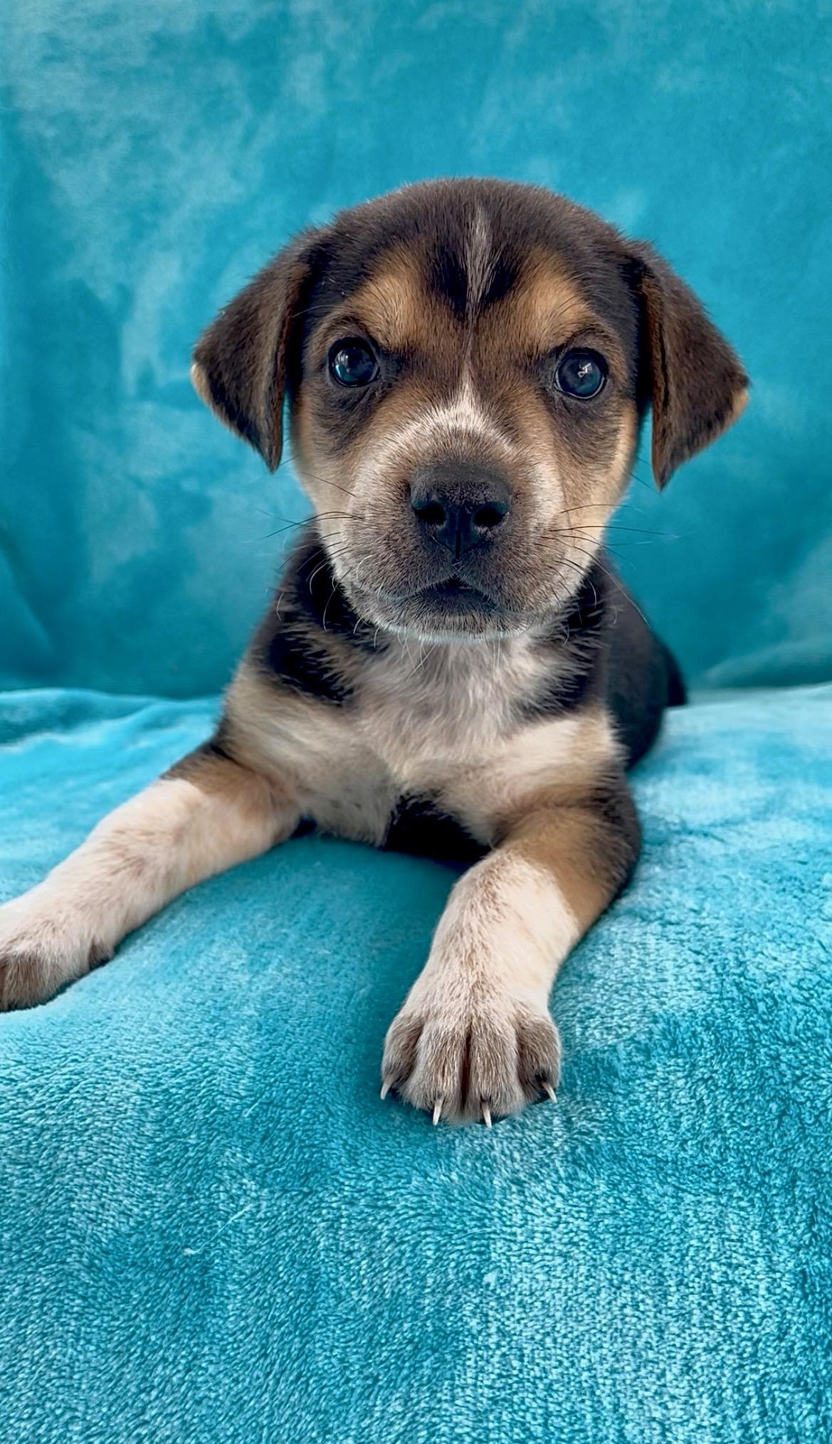 Enlarge River, an adoptable mixed breed in Greensboro, NC image 2/4