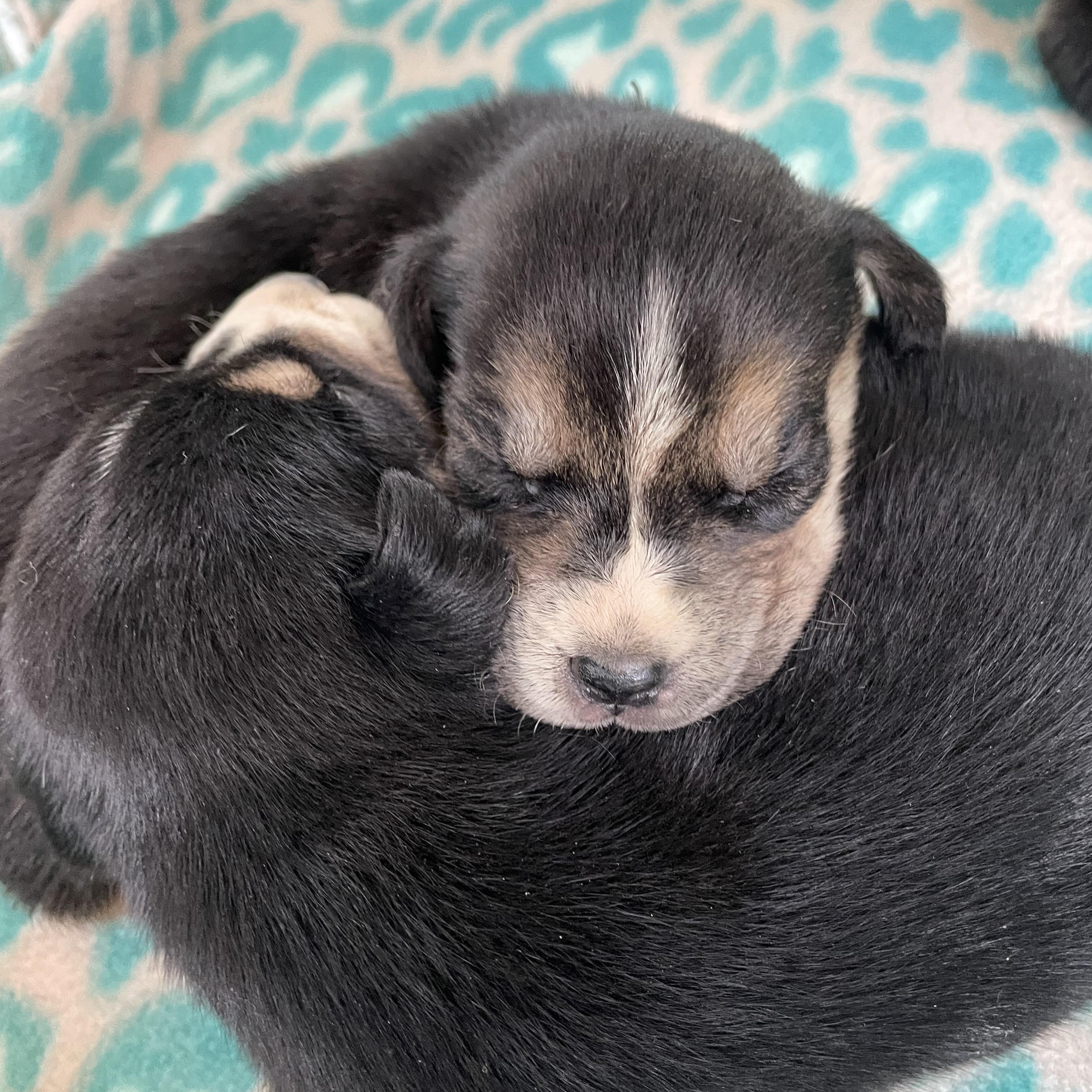 Enlarge River, an adoptable mixed breed in Greensboro, NC image 4/4