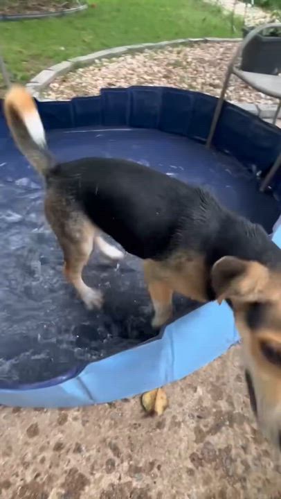 Enlarge River, an adoptable mixed breed in Greensboro, NC video 5/5