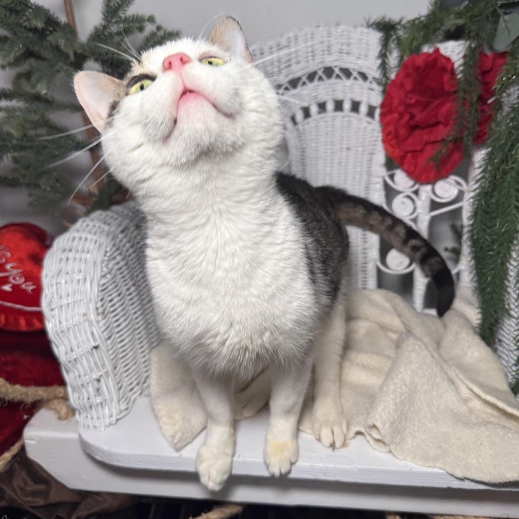 Enlarge Rising Phoenix 55805, a Adoptable mixed breed in Lansing, MI image 2/5