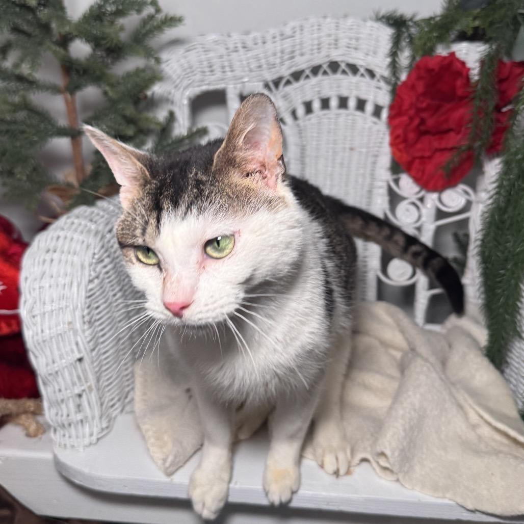 Enlarge Rising Phoenix 55805, a Adoptable mixed breed in Lansing, MI image 3/5