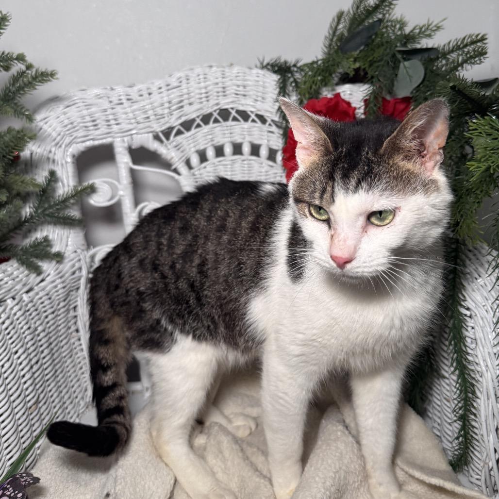 Enlarge Rising Phoenix 55805, a Adoptable mixed breed in Lansing, MI image 4/5