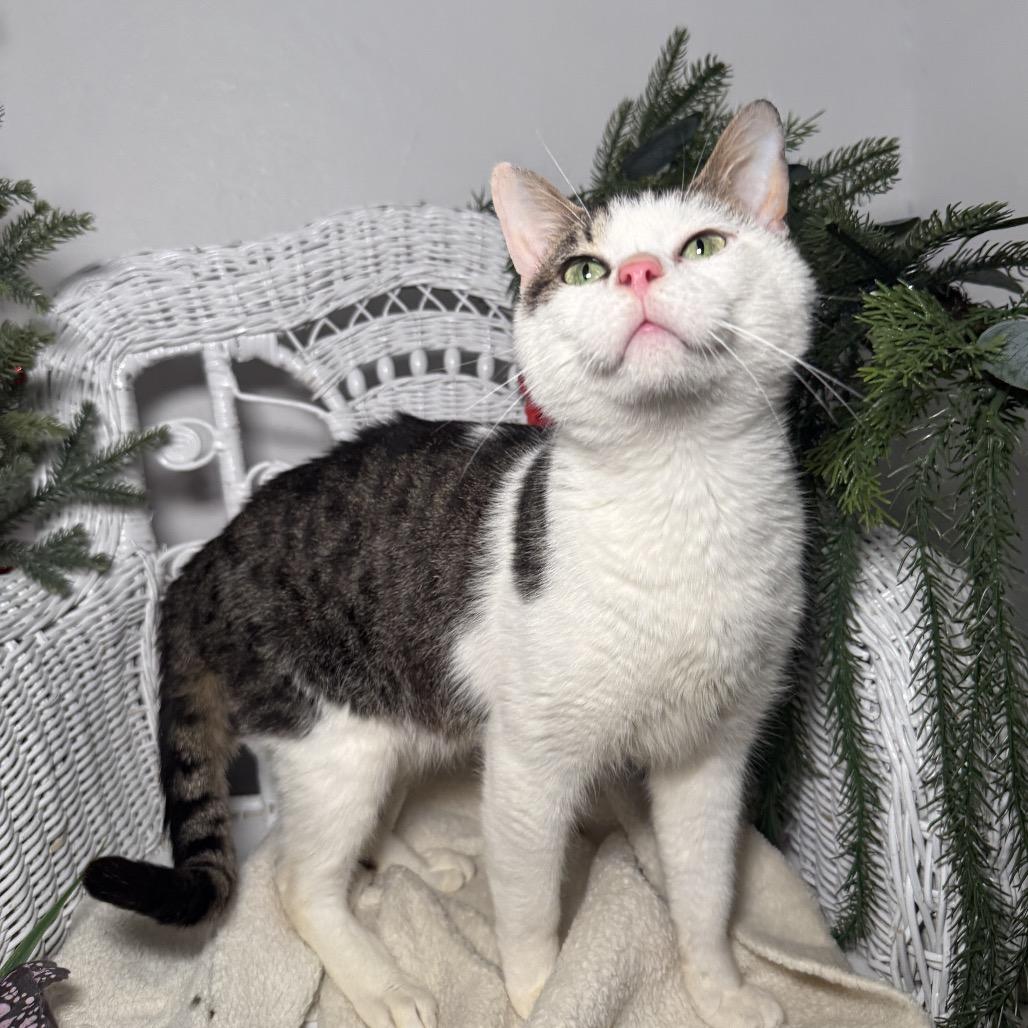 Enlarge Rising Phoenix 55805, a Adoptable mixed breed in Lansing, MI image 5/5