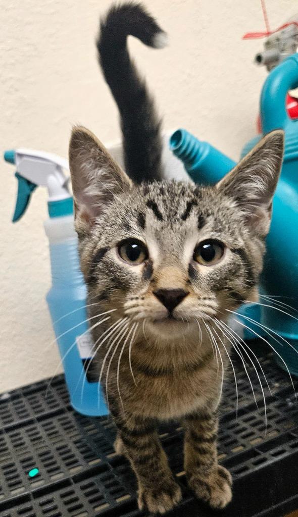 Nigel, Adopted, Kitten Male Domestic Short Hair.