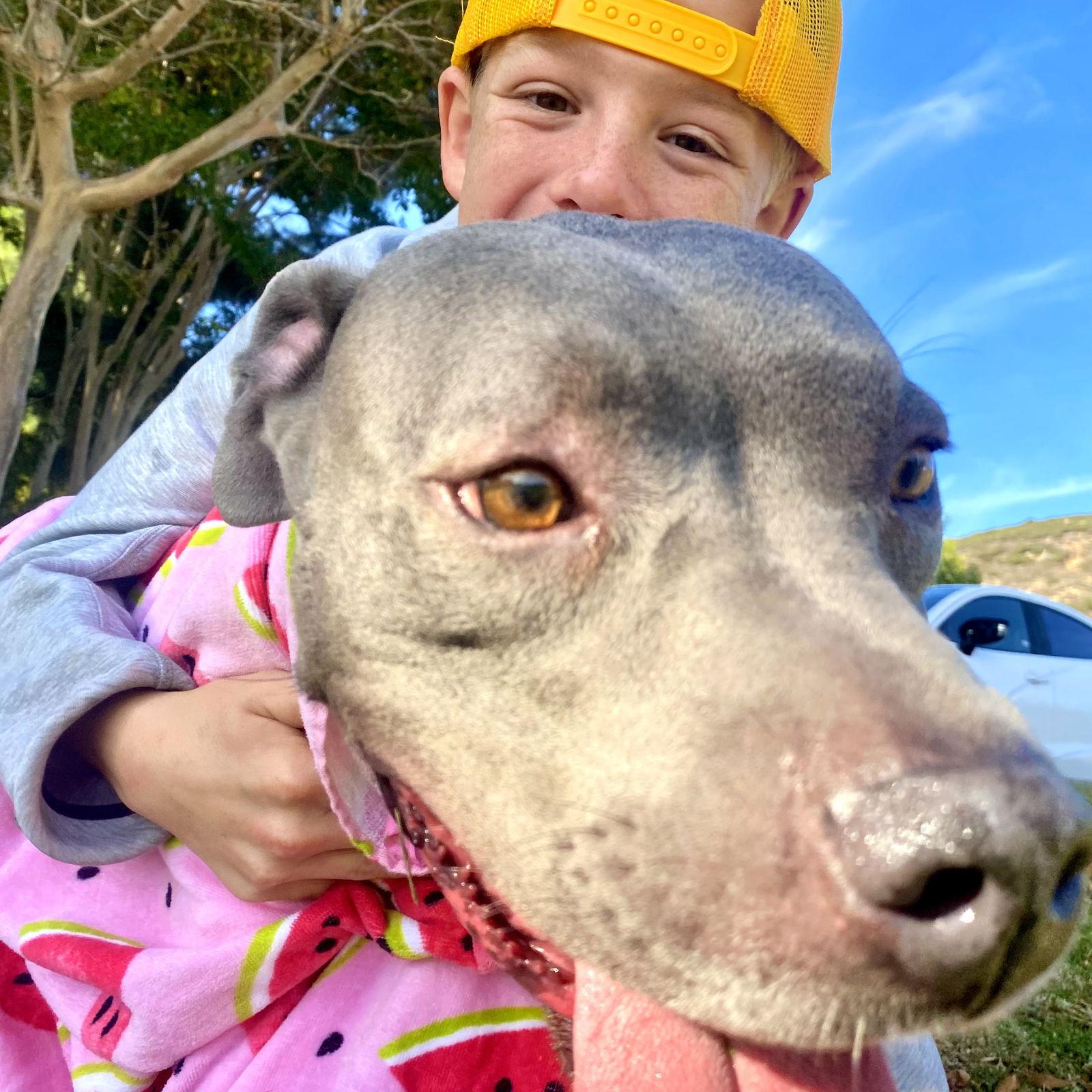 Gigi, Adoptable, Adult Female American Staffordshire Terrier.