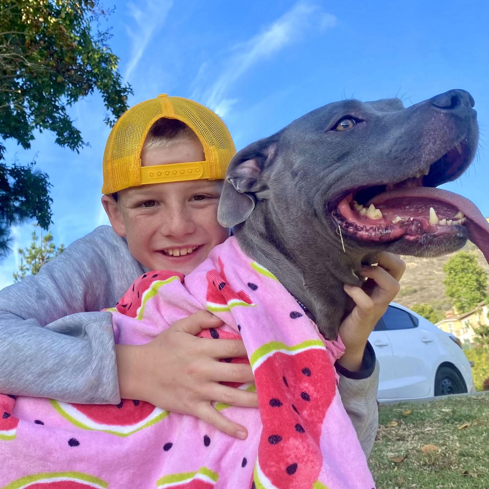 Gigi, Adoptable, Adult Female American Staffordshire Terrier.