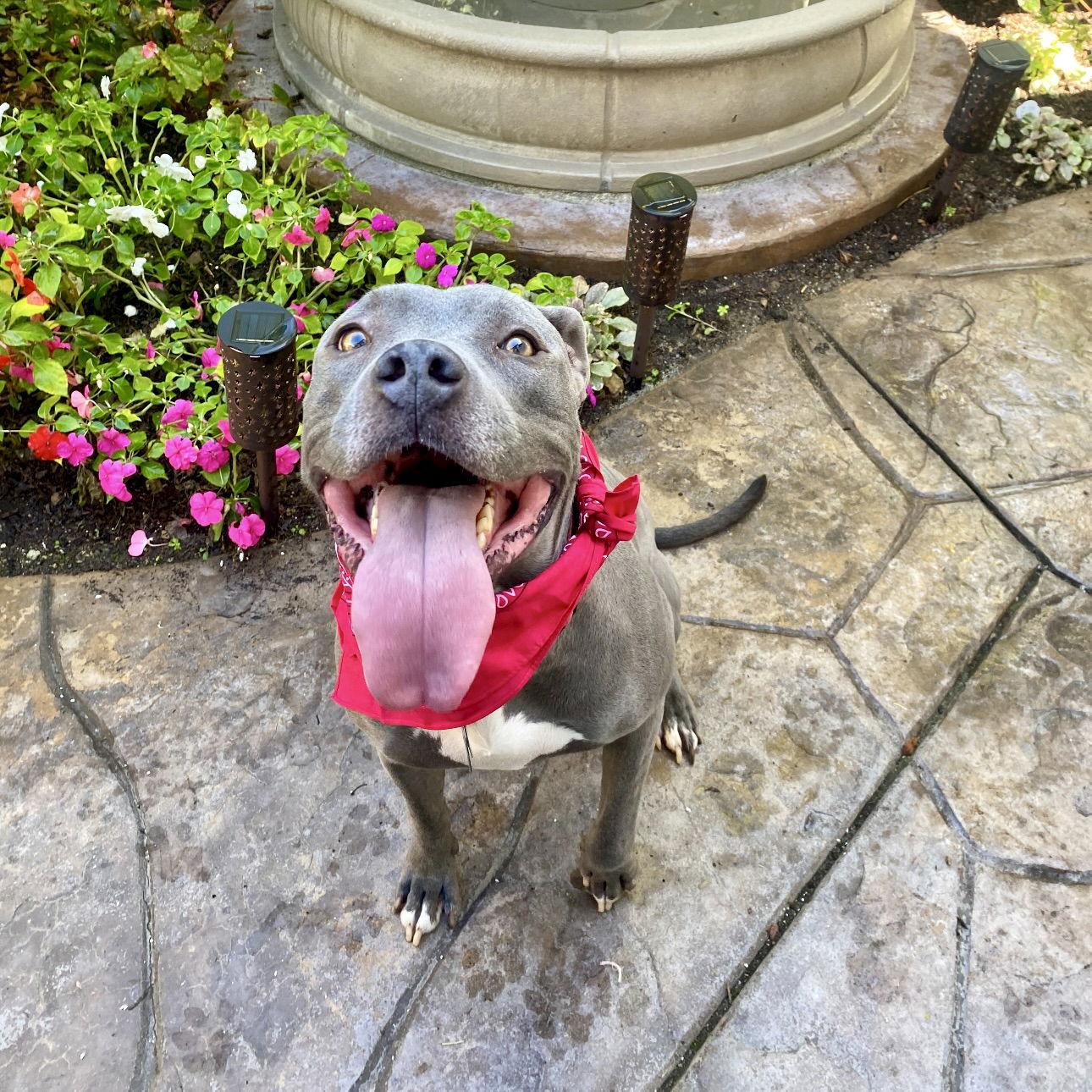 Gigi, a Adoptable American Staffordshire Terrier in San Juan Capistrano, CA image 3/3