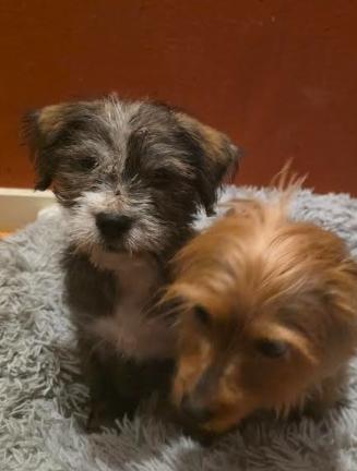 Banjo, a Adoptable mixed breed in Chicago, IL image 3/5