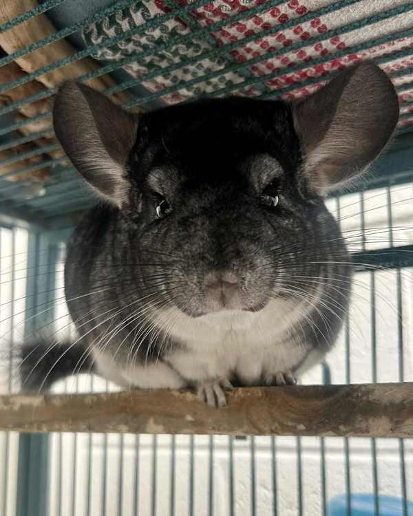 Dumpling, Adoptable, Adult Female Chinchilla.