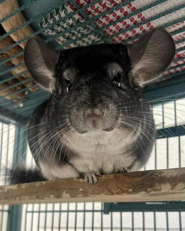 Enlarge Dumpling, a Adoptable mixed breed in Novato, CA image 2/6